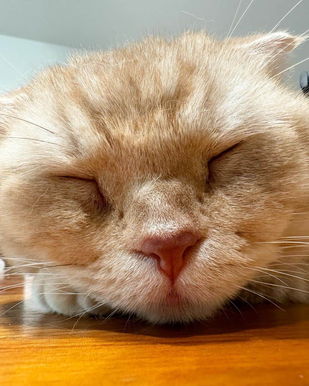 金太さんのインスタグラム写真 - (金太Instagram)「誰のお鼻かな？ 新しいiPhoneのマクロ撮影 私の手の甲や爪が細部までくっきり撮影できて 感動して、ストーリーに投稿し、、いや！需要ないから！🤣 . て事で、お鼻ドアップにしました✨ .  ＿＿＿＿＿＿＿＿＿＿＿＿ ＼ねこの金太と蒼太とすず／ 金太(９)スコティッシュ 蒼太(６)ラガマフィン すず(１)保護ねこ ▷▷ @vvviopw  ＿＿＿＿＿＿＿＿＿＿＿＿  #スコティッシュフォールドの金ちゃん#スコティッシュフォールド#scottishfold #猫のお鼻　#ドアップ  ＿＿＿＿＿＿」9月24日 10時36分 - vvviopw