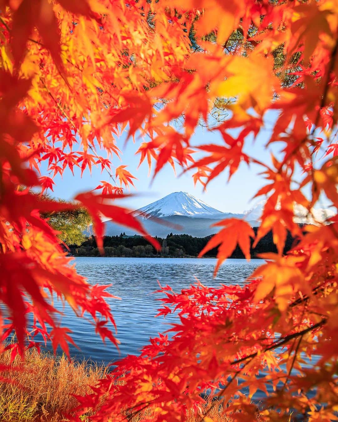 SHOCK EYEのインスタグラム：「今年はどんな紅葉に出会えるかな🍁 ワクワク✨  #富士山 #mtfuji #紅葉」