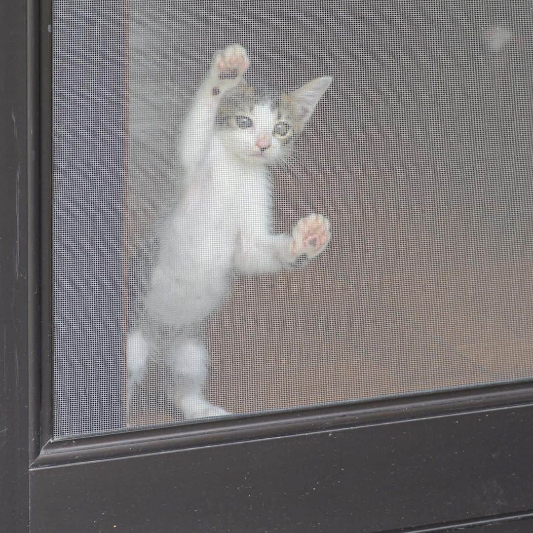 やふさんのインスタグラム写真 - (やふInstagram)「どこかで…どこかで見たぞこの構図！ 京太2号だッッ‼️‼️ . #cat #neko #catlovers #catsofinstagram #catstagram #instacat #猫 #ねこ #ネコ #保護猫」9月24日 12時08分 - kyafy