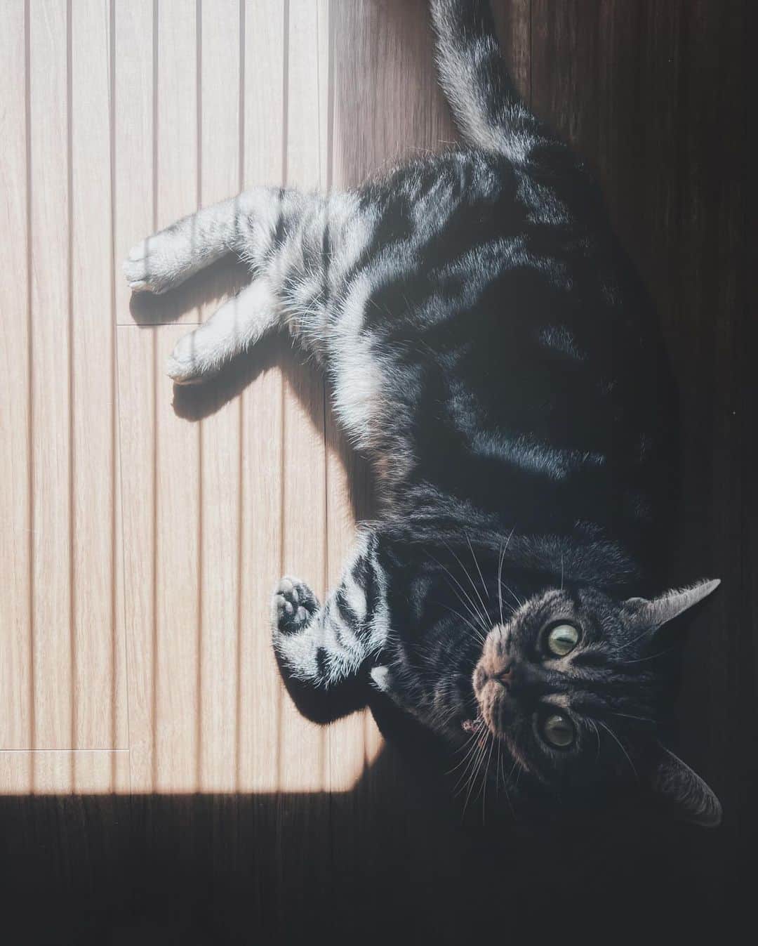 ima_ju / Jun Iのインスタグラム：「: : Naps in Stripe : : ::」