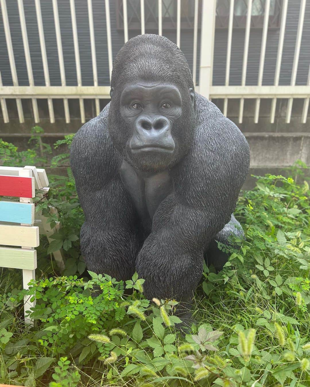 上田昌幸さんのインスタグラム写真 - (上田昌幸Instagram)「今日9月24日は世界ゴリラの日🦍  我が家のゴリラをのせておきます😍  #世界ゴリラの日 #我が家のゴリラ #最近庭の草が生えっぱなしだから #よりリアル #1番好きな動物は #ゴリラです😍 #今日だけでもゴリラを思い浮かべてあげてください！ #トイレ行きたい」9月24日 22時02分 - uechan.uechan.uechan