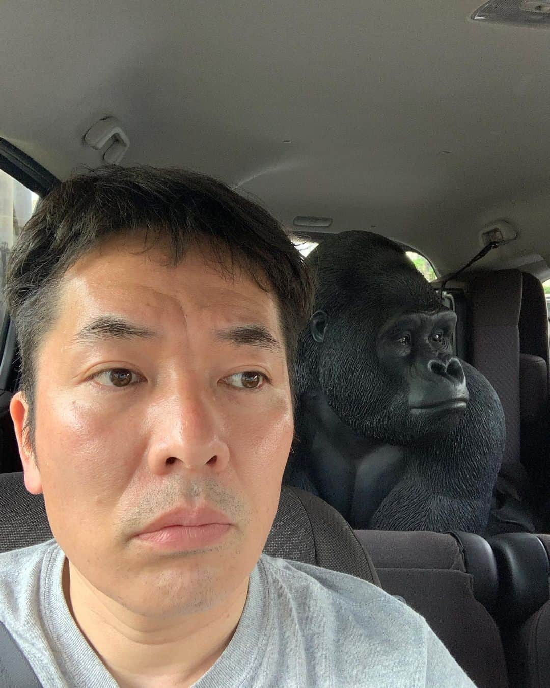 上田昌幸さんのインスタグラム写真 - (上田昌幸Instagram)「今日9月24日は世界ゴリラの日🦍  我が家のゴリラをのせておきます😍  #世界ゴリラの日 #我が家のゴリラ #最近庭の草が生えっぱなしだから #よりリアル #1番好きな動物は #ゴリラです😍 #今日だけでもゴリラを思い浮かべてあげてください！ #トイレ行きたい」9月24日 22時02分 - uechan.uechan.uechan