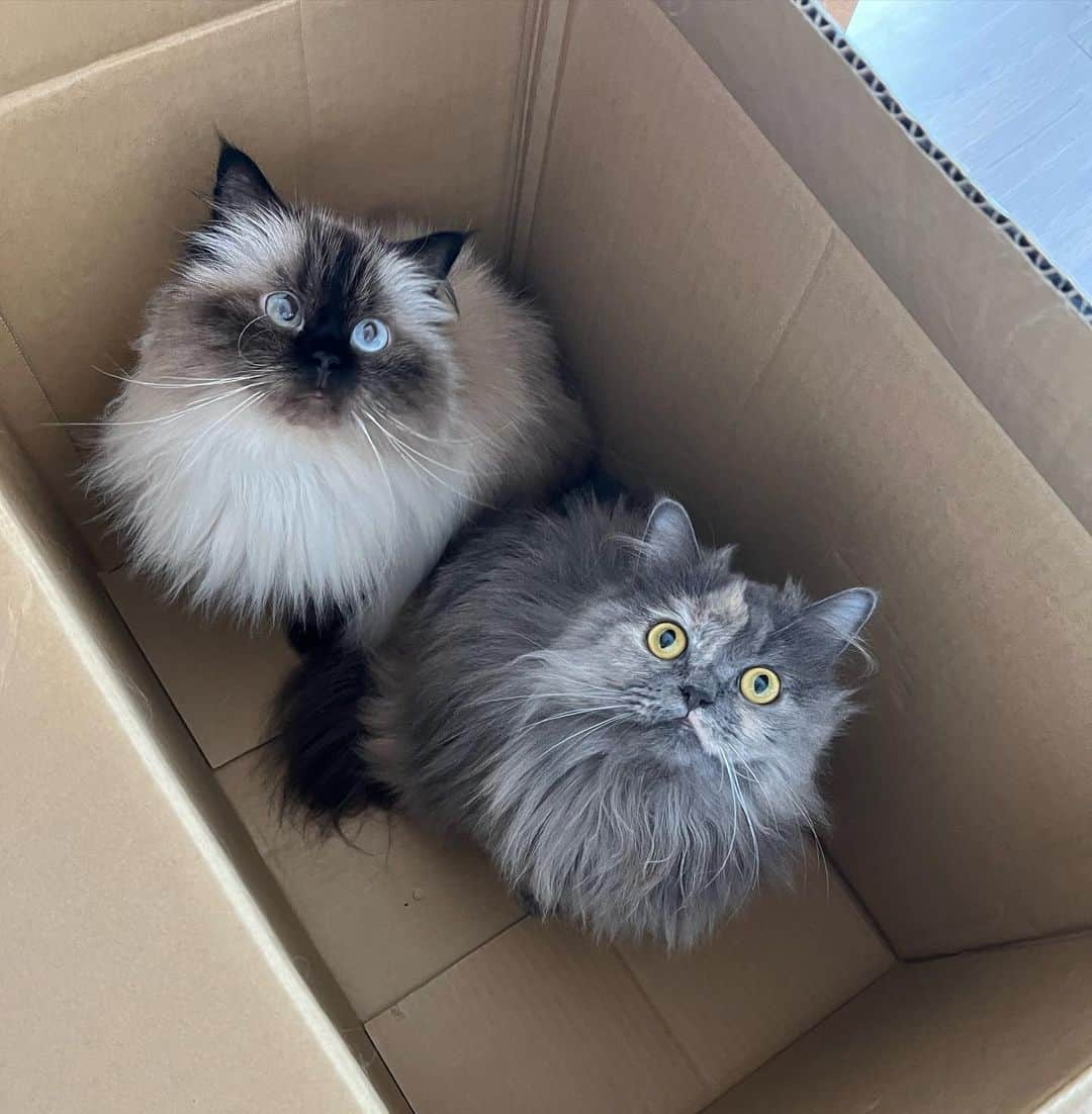 plumeのインスタグラム：「2人して仲良く👀👀📦💘 やっぱり箱があったら入っちゃうのよ猫だから🐈🐈‍⬛  . . . .  #プリュムのいる生活 #猫のいる暮らし  #ヒマラヤン #猫  #ねこ  #癒し#かわいい#ミヌエット#姉妹　#段ボール#箱#箱猫#hideandseek#box#bff#sisters#minuet#sit#fluffy#kawaii#mood#cateyes @cats_of_instagram  #fluffy#meow#cat#cats#blueeyes#himalayancat  #catsofinstagram  #bestmeow#weeklyfluff」