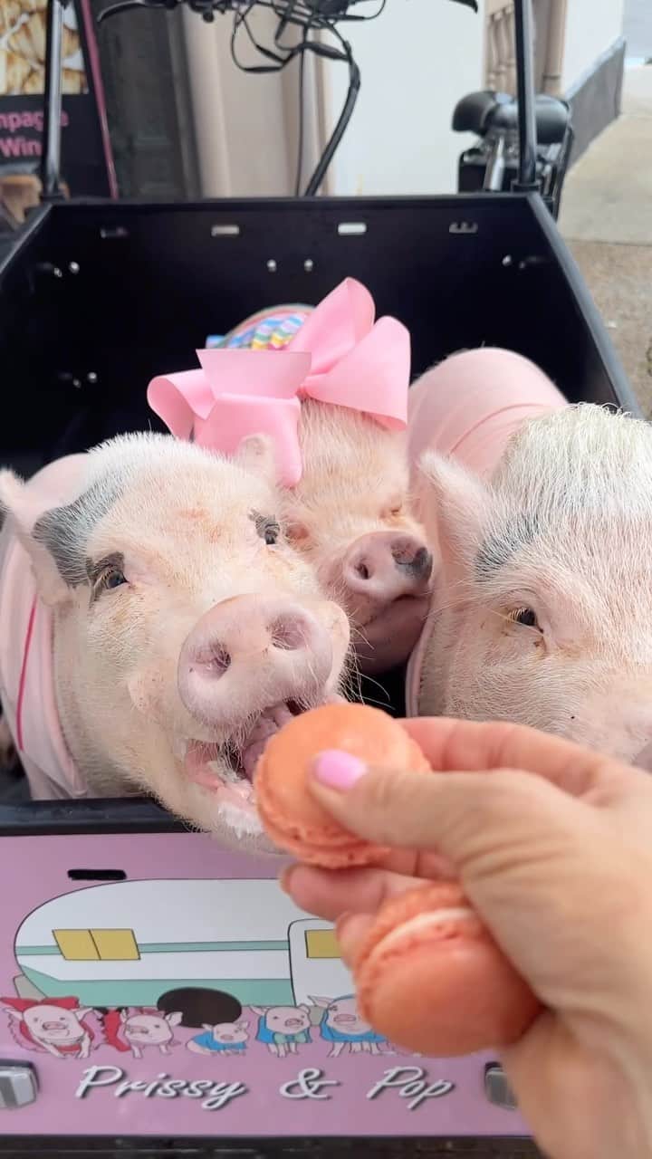 Priscilla and Poppletonのインスタグラム：「Life is short! Enjoy the little things, like macarons! Have a “sweet” Sunday everyone!🍡🐷 #StAugustine #BunchBikes #LeMacaron #PiggyPenn #PosingPosey #PrissyandPop」