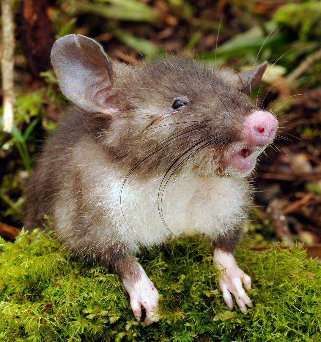アメリカ自然史博物館のインスタグラム：「Happy Sunday! Here’s a hog-nosed shrew rat (Hyorhinomys stuempkei) to brighten your day. Found on Sulawesi Island in Indonesia, this critter feeds on small invertebrates, such as earthworms and arthropods. In addition to its distinctive flat, pink nose, it also has remarkably long incisors! This species was unknown to science until as recently as 2015.   Photo: Kevin C Rowe and Museum Victoria, CC BY-SA 4.0, Wikimedia Commons #wildlife #naturephotography #animalfacts #didyouknow #amazingnature」