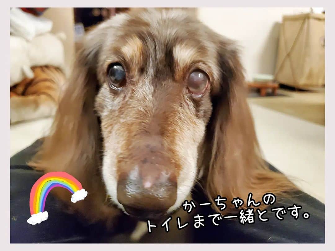 Erikaのインスタグラム：「旅立ってから10回目の日曜日だった。 良い天気でね。 散歩日和でね。 行きたかったな。 一緒に。 . . ブログで質問もらってました⬇ 【身につけるもので何か作りましたか？】 . はい、作りました。 ハワイアンジュエリーネックレスとキーホルダー。  肌見離さずいつも一緒です。 . 詳しくはブログに書きました。 お返事遅れてすんません。 . ●いつもの時間にブログ更新予定 【お留守番犬・ホッピーの日々】 . . . #虹の橋 #虹組 #18歳8ヶ月と6日🌈 . ・････━━━━━━━━━━━････・ #ダックスフンド #ダックス #ミニチュアダックス #チョコダップル #dachshund #dachs #dog #dogstagram  #instadog #高齢犬 #一人と一匹 #お留守番犬 #留守番犬 #dogwheelchair #失明犬 #お留守番犬ホッピーの日々 #老犬 #シニア犬 #老犬ダックス #老犬との暮らし #ハイシニア犬 #虹組🌈 #虹組2023 #2004年組 ・････━━━━━━━━━━━････」