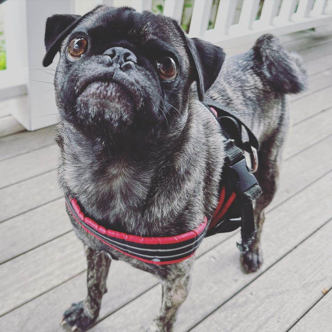 pugsofinstagramさんのインスタグラム写真 - (pugsofinstagramInstagram)「Sunday!!!」9月24日 22時55分 - pugsofinstagram