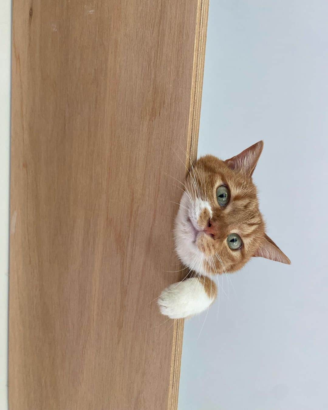 ひよりのインスタグラム：「はにおは毎日キャットウォーク使いますよ🐈」