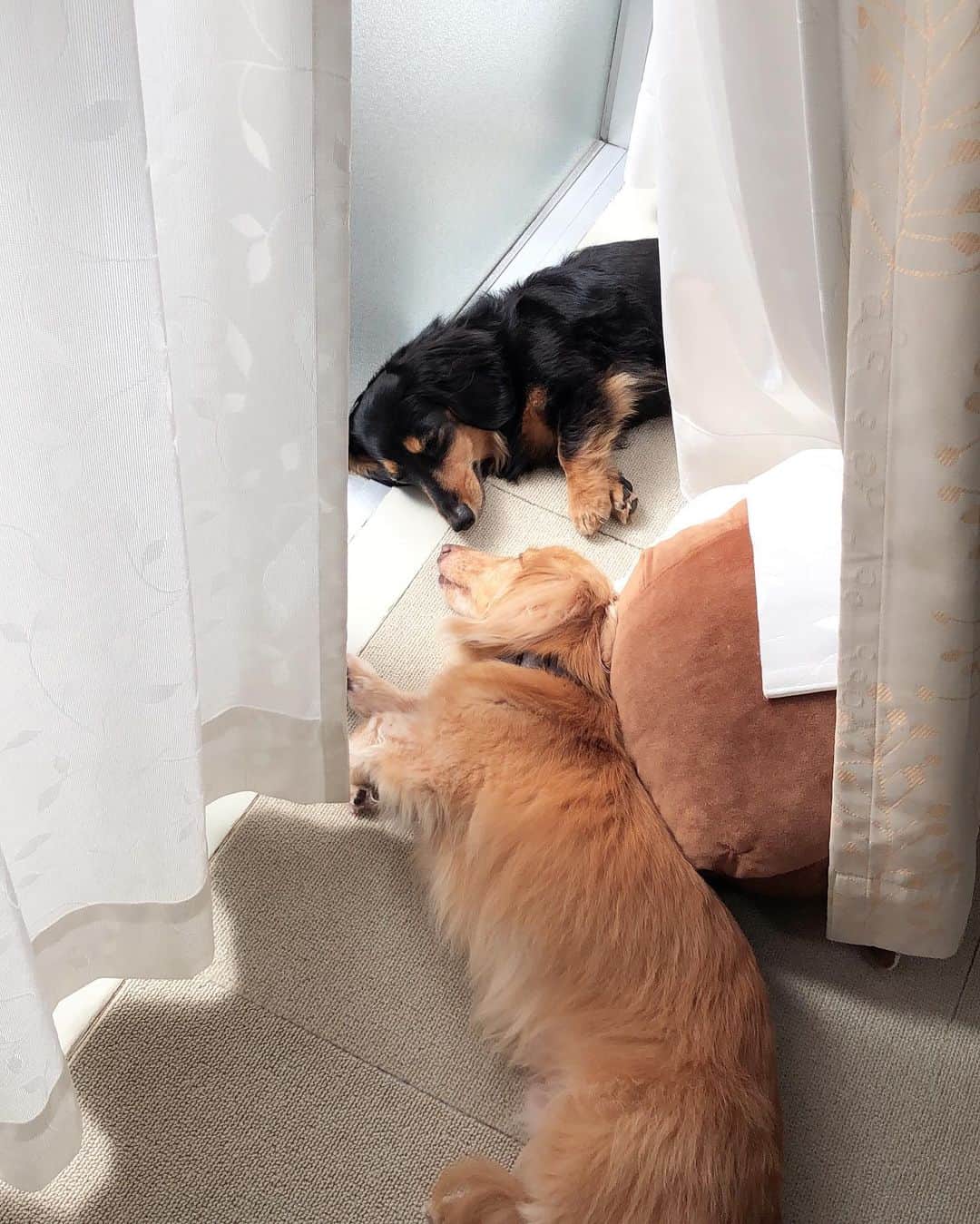 Sora Momoのインスタグラム：「日向ぼっこそらともも🐶☀️🐶 ☺︎ はぁ癒される〜🥰 ☺︎ 動画もあるからスワイプしてね😊 ☺︎ #仲良く日向ぼっこ#鼻突き合わせて#あっち向きこっち向き #頭ごっつん#気持ちよさそうに寝てる #見てると癒される#仲良し#そらともも #ダックス#ミニチュアダックス #dachshund #miniaturedachshund」