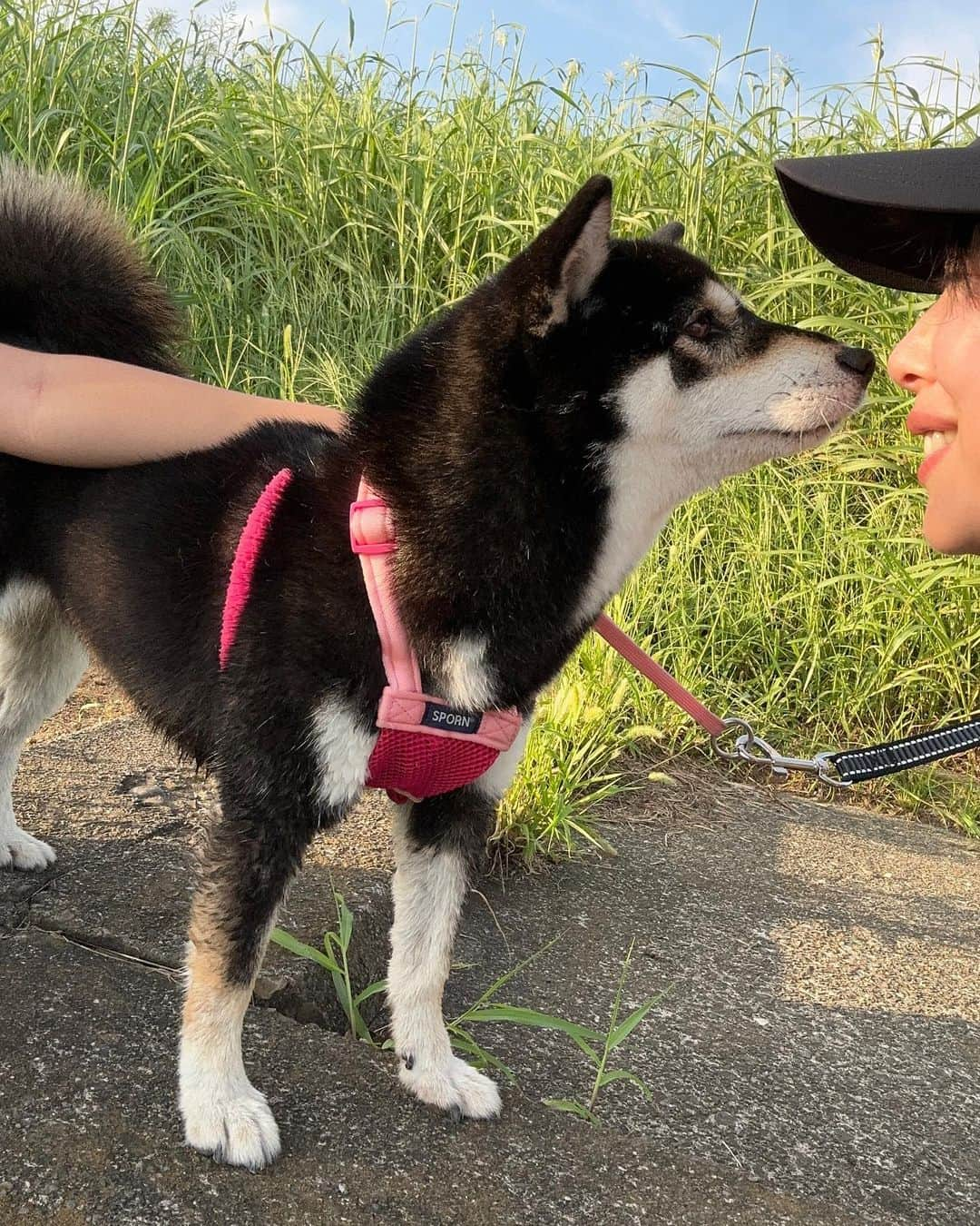 井上和香さんのインスタグラム写真 - (井上和香Instagram)「. 今日は涼しくて過ごしやすいお天気で、夏の終わりを感じる朝でしたね。 暑いのは辛いんですが、秋を感じるとなぜか少し寂しさを感じました🥲  さて、今日はご報告！ 我が家に新しい家族が増えました🐶 黒の柴犬の5歳の女の子💕 名前は、『めかぶ』といいます！  このInstagramにも何度も登場していたトイプードルのもんちゃんが我が家にいましたが、 2020年2月19日に天国へ旅立ってしまいました。 2月6日に15歳のお誕生日を迎えて約2週間後のことでした。 当時はあまりのショックにその事実を伝える事が出来ませんでした。  もう2度と犬は飼えないかも…  と思って過ごしてきました。 でも時が経ち、少しずつ心が落ち着いてきた頃、姉からアニフェア @anifare_tokyo という保護施設のことを教えてもらい、何気なくインスタを見てみると可愛いワンちゃんがたくさんいて毎日癒されていました🥰 その中でこのめかぶと出会い、家族と相談をして家族に迎えることになりました✨ 娘も妹ができた！と、毎日めかぶのご飯を用意してくれています💕 しっかりお姉ちゃんやってます。笑  5歳の柴犬なので、しつけを教えるのは大変でかなり苦労してますが😅💦 とってもおとなしい優しい子なので、家族みんなめかぶに癒してもらっています！ めかぶ自身も、家に来た時は不安そうな顔をしてましたが、今ではどこでもゴロゴロ寝るようになり安心してくれてるのかな？と感じています🤣💕  これからちょくちょくインスタに登場すると思うので、どうぞよろしくお願いします😘  トイプードルと違い、毛がこんなに抜けるの⁉︎ と毎日驚いてますが、新しい発見を楽しみながら一緒に暮らしていこうと思います♪  もうすぐ換毛期ですね！（もうすぐじゃなくて今なのかな？） それにビビりながら、いい掃除機タイプのブラッシングができるヤツを買おうとネットで探してる今日この頃です😄💦  ちょっと長くなりましたが、読んでいただきありがとうございました❤️  #柴犬 #黒柴 #めかぶ #家族紹介 #これからよろしくお願いします」9月24日 14時56分 - inoue_waka