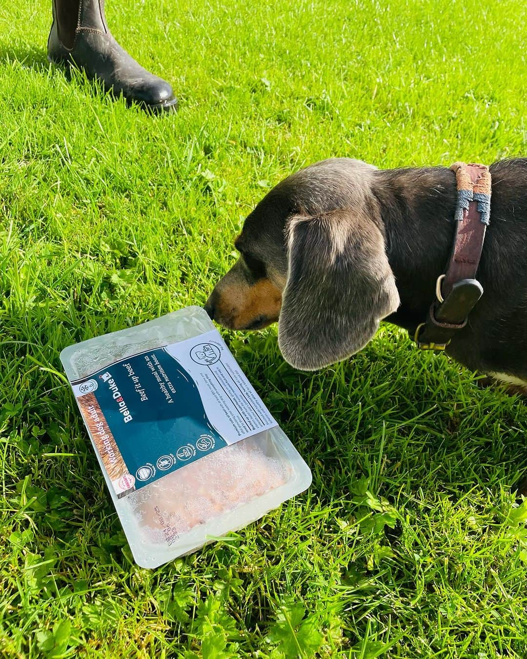 ジョアンナ・コンタさんのインスタグラム写真 - (ジョアンナ・コンタInstagram)「Always makes me smile when Bono’s favourite dog food arrives from @bellaanddukepet 🙌  High quality, nutritionally balanced raw food straight to our door (and straight in @bonothebluedachshund ‘s bowl!) 😂」9月24日 15時26分 - johannakonta