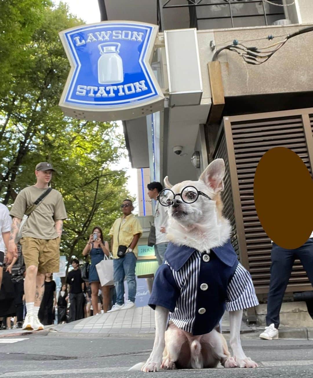 のインスタグラム：「今日はコンビニバイト みたいな🤣 #lawson  #dog#dogstagram#instadog#chihuahua#barkbox#mydogiscutest#buzzfeed#dog_features#fluffypack#barkpack#dogsofinstagram#犬#チワワ#手作り#handmade#着物#fashion#紋次郎一家#チーム茶#ふわもこ部#igersjp#peco犬部#dogfashion #whisky#omotesando」
