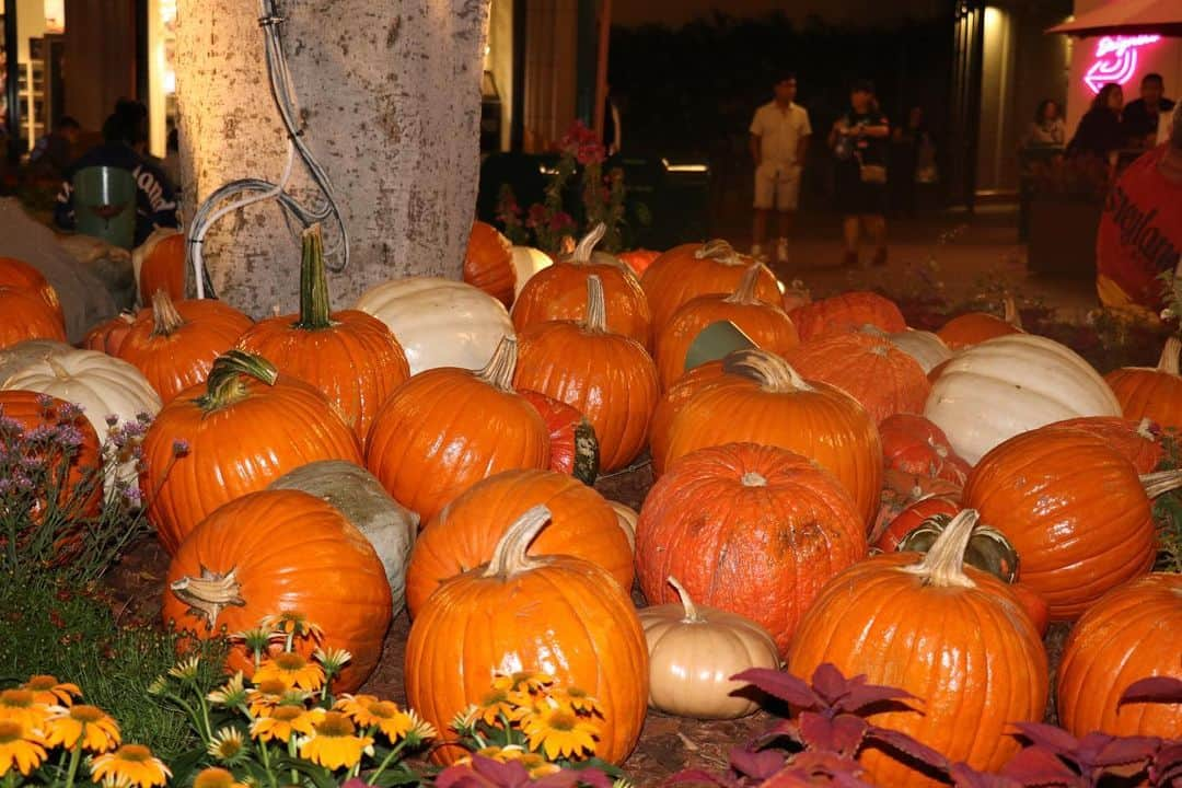 わかにゃん。さんのインスタグラム写真 - (わかにゃん。Instagram)「🎃アナハイムディズニー👻ハロウィン🎃  ♡┈┈┈┈┈┈┈┈┈┈┈┈┈┈┈♡  新婚旅行でのんびり世界一周をしています❤︎  現在は6ヶ国28都市目✈️アメリカ LA編  LAの様々な観光スポットを紹介中！  その他の国と投稿はこちらから🫶↓  ☑︎ハイライトに全てまとめています🌍  ୨୧⌒⌒⌒ @wknyan925_ ⌒⌒⌒୨୧  ♡┈┈┈┈┈┈┈┈┈┈┈┈┈┈┈♡  ☑︎ 今回のLA旅はZIP AIRさんの フライトでお邪魔しています✈️ 🇺🇸❤︎  ( @zipair.tokyo_official )  #ZIPAIRtokyo #ziptrip  ♡┈┈┈┈┈┈┈┈┈┈┈┈┈┈┈♡  #madametussaudshollywood  #マダムダッソーハリウッド  #warnerbrosstudiostour  #ワーナーブラザーススタジオツアー   のチケットは以前ロッテワールドの タイアップでもお世話になった  #klook @klookjp @klooktravel さんから チケットが購入できます❤︎  ♡┈┈┈┈┈┈┈┈┈┈┈┈┈┈┈♡  #anaheimdisney #californiadisney  #アナハイムディズニー #カリフォルニアディズニー  #disneycaliforniaadventure  #カリフォルニアアドベンチャー   #universalstudioshollywood  #ユニバーサルスタジオハリウッド  のチケットはいつもお世話になってる  ☑︎ 楽天トラベル　観光体験さん ( @rakutentravelexp_ja ) からチケットの購入が可能です❤︎  ♡┈┈┈┈┈┈┈┈┈┈┈┈┈┈┈♡  #losangeles #losantos #ロサンゼルス #ロサンゼルス旅行 #ロス #カリフォルニア  #ush #ユニバーサルスタジオハリウッド #trip #travel #광고 #ハリウッド #世界一周 #世界一周中 #dハロ #dハロ2023」9月24日 17時43分 - wknyan925_