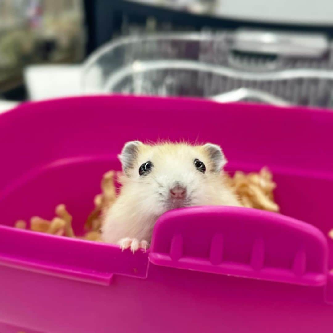のインスタグラム：「Hello. Pretty princess.🥰🐹 みなさん初めまして✨️ 私の名前は「ゆず」でちゅ🍊 これからどうぞよろしくお願いいたしまちゅ🙇🏻‍♀️💓  久しぶりのベビハムちゃん🤭 元気いっぱいのプティングの女の子をお迎えしました🐹💖 ゆずちゃんのこれからの成長を一緒に見守って頂けると嬉しいです☺️✨️ 2023.9.24 ✼••┈┈••✼••┈┈••✼••┈┈••✼••┈┈••✼  #ハムスターゆず#ハムスター#ジャンガリアンハムスター#ジャンガリアン#ジャンガリアンプディング#プディングジャンガリアン#イエロージャンガリアン#ふわもこ部 #モフモフ#ペット#親バカ部 #hamster#djungarian#hamstagram#hammy#happy_pets#PET_OF_OUR_WORLD#igersjp#ig_japan#instapet#weeklyfluff#kawaii#cute#仓鼠#정글리안#햄스터」