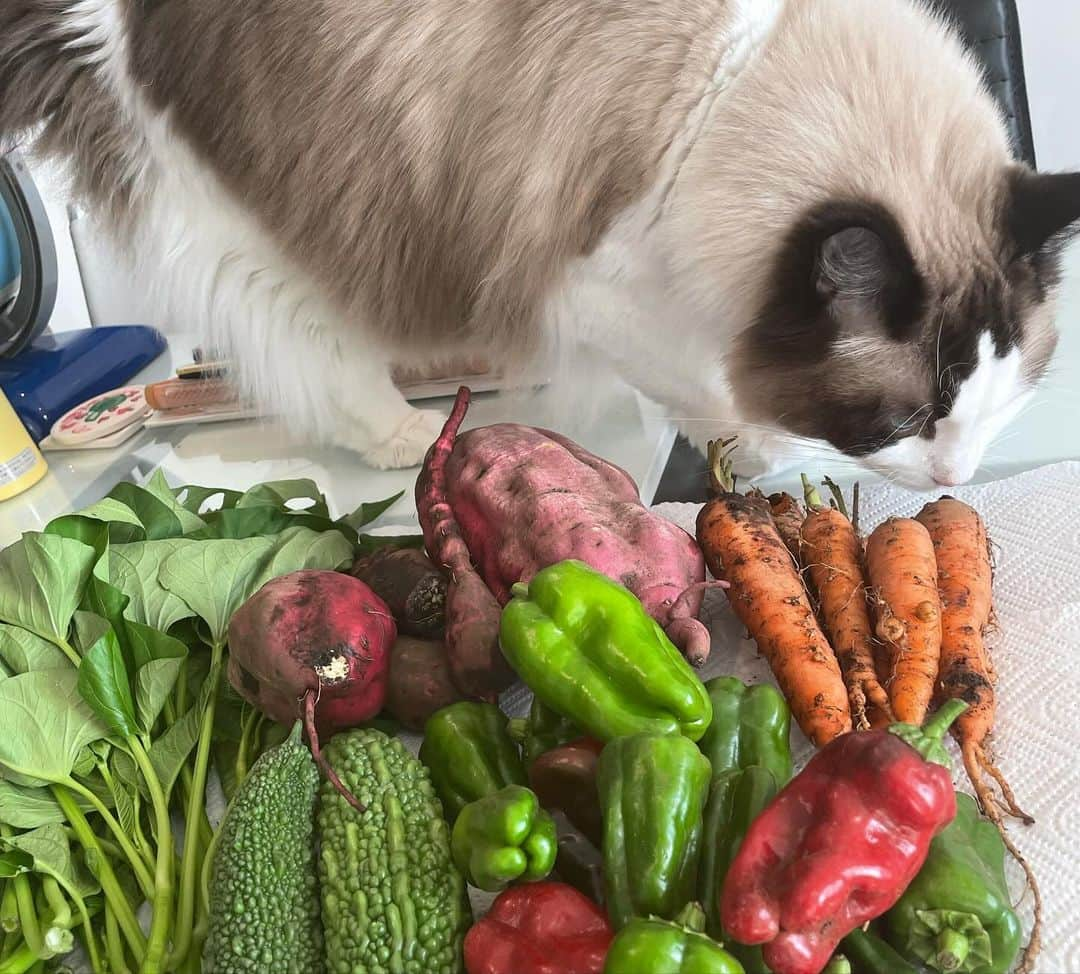 大島由香里さんのインスタグラム写真 - (大島由香里Instagram)「大収穫！ 都内で5種類の野菜収穫とブドウ狩りができる場所へ娘と ドロドロになって楽しかった  #野菜 #野菜収穫 #ぶどう狩り #ピーマン #人参 #ゴーヤ #さつまいも #空芯菜  #ぶどう #母娘」9月24日 17時52分 - yukari__oshima