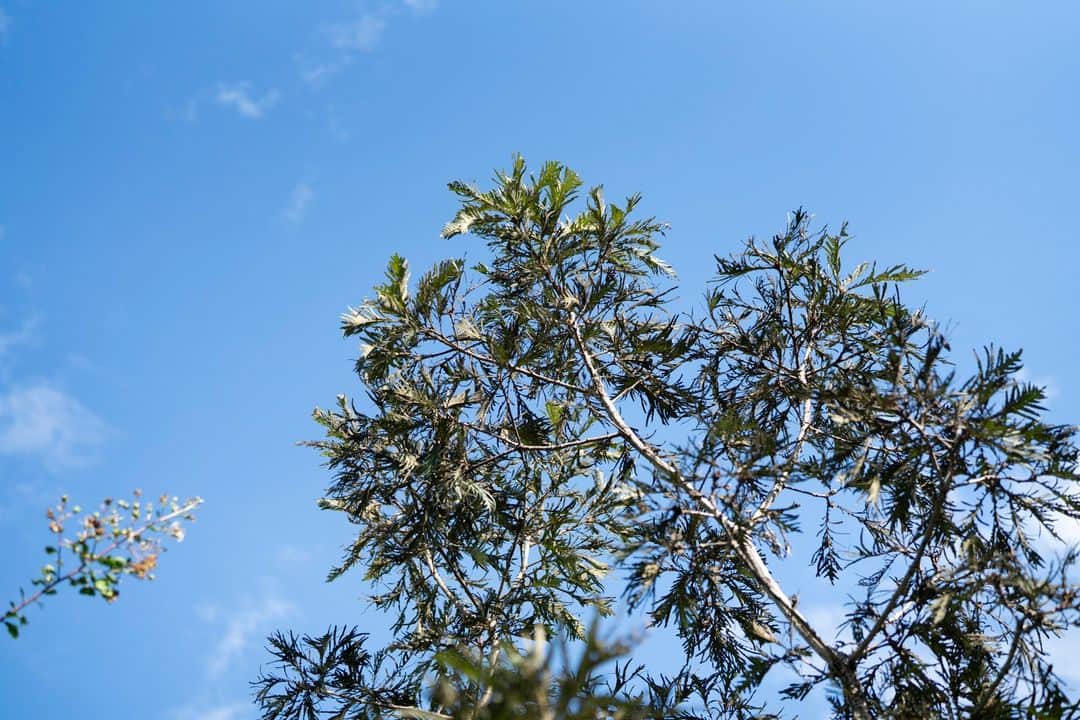 Shinsuke Inoueのインスタグラム：「tree」