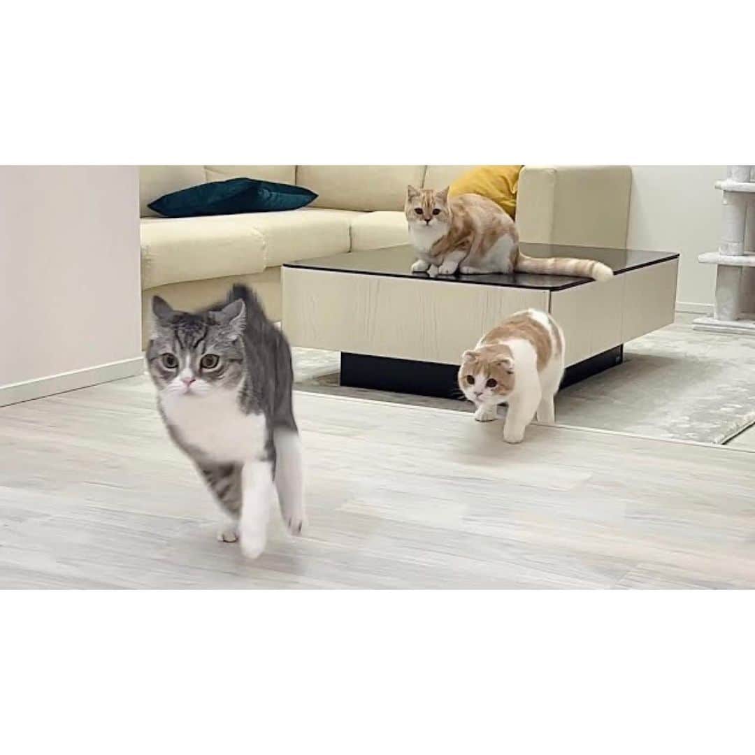 もちまるさんのインスタグラム写真 - (もちまるInstagram)「3時に家中を追いかけっこする猫たち」9月24日 18時07分 - catmotimaru