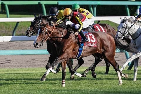 クリストフ・ルメールのインスタグラム：「Rousham Park winning the Group 2 Sankei Sho All Comers this afternoon at Nakayama, he’s a very exciting horse! 🥇🐎 #CL  今日の午後、中山で行われた第２グループ産経賞オールカマーでローシャムパークが優勝、とても楽しみな馬です！ 🥇🐎 #CL」