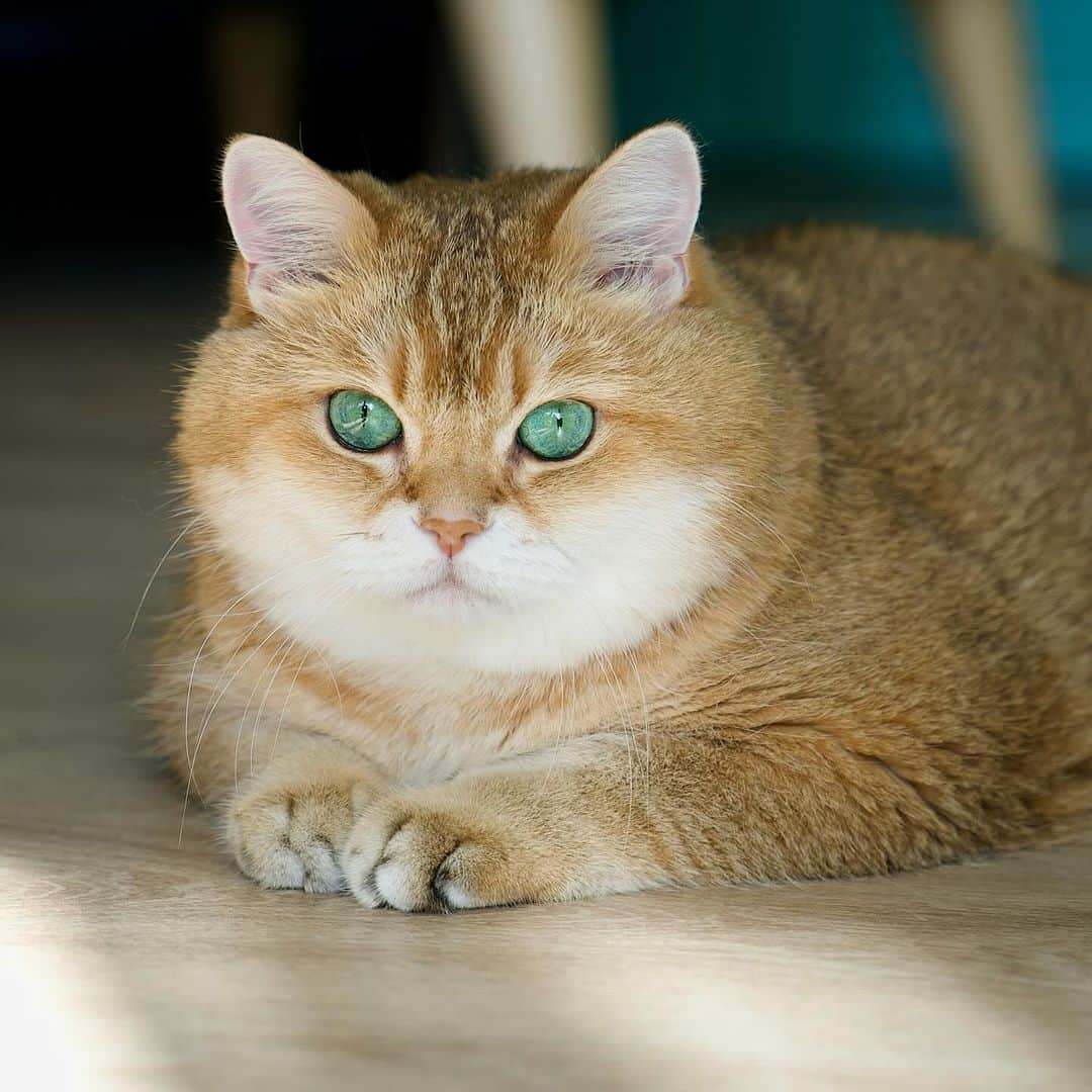 Hosicoさんのインスタグラム写真 - (HosicoInstagram)「Happy Sunday! 🧡」9月24日 18時27分 - hosico_cat