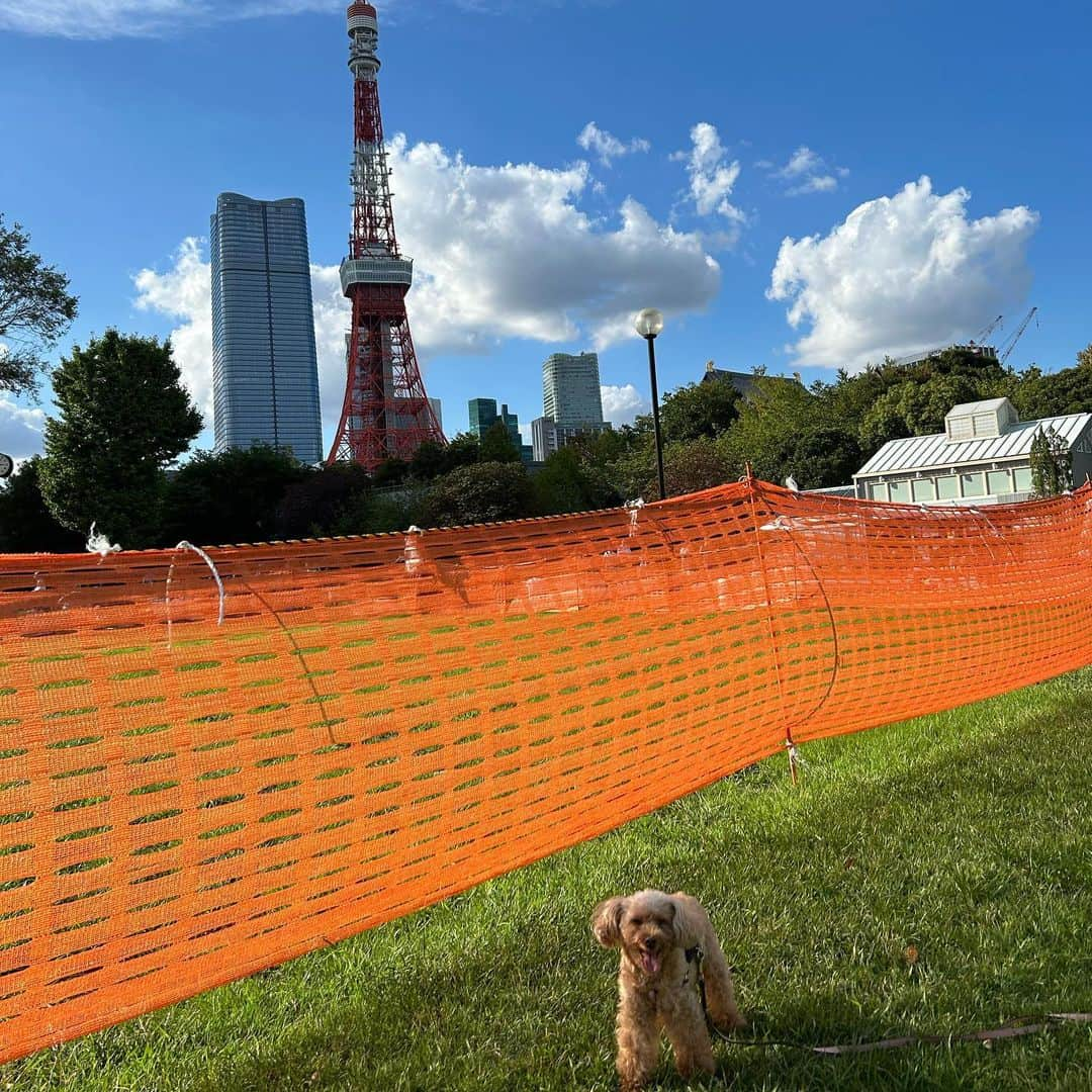 LINAさんのインスタグラム写真 - (LINAInstagram)「最近は セレブと公園巡りにハマってます♡ 今日のお散歩コースは 芝公園まで...。 この頃 セレブがご近所のお散歩コースに 飽きてて 「またこの道かぁ...」って 言わんばかりに 嫌々歩くんですよ！笑 なので、時間のあるときは 車を走らせてお散歩に行くと 足取りも軽く ご機嫌な顔で歩くんです。 初めての場所の匂いを嗅いだり お友達と会話したり 私たち人間と一緒で 犬も刺激になってるみたいです。 #MAXLINA #セレブ」9月24日 18時52分 - xxlina_now