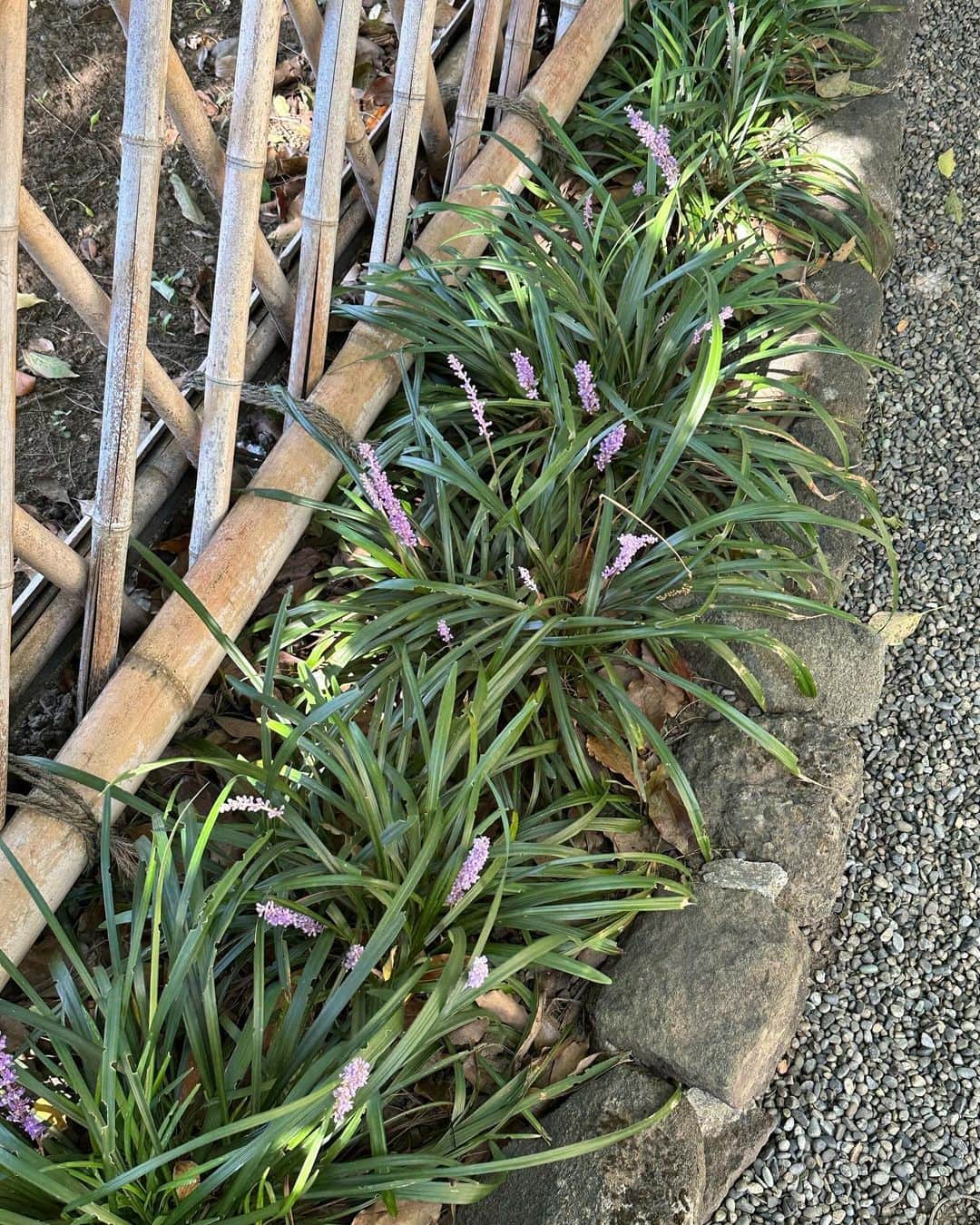 土井悠のインスタグラム：「🪻✴︎」