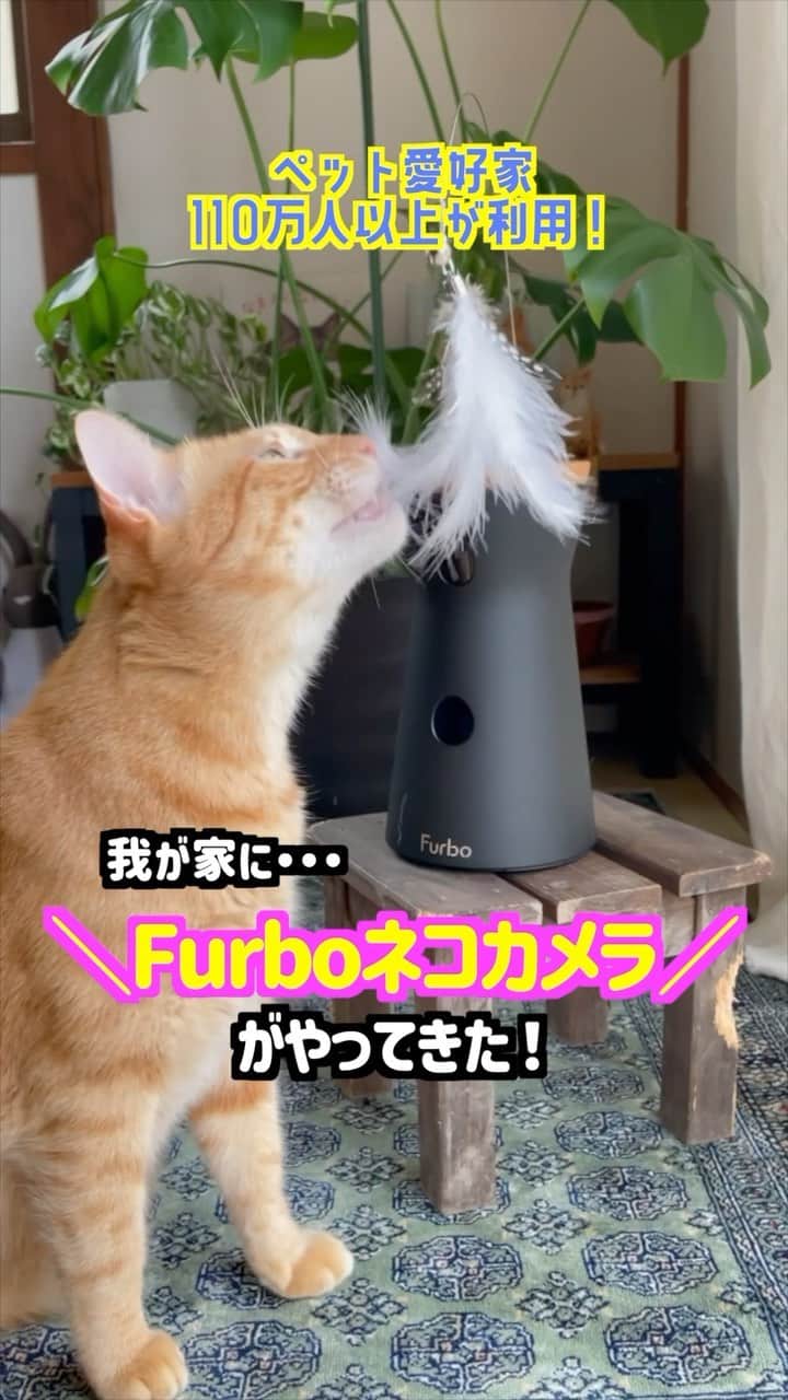 naomiのインスタグラム：「あのFurboから、猫専用… 「Furboネコカメラ360°ビュー」が出たーー🐈✨  アグの時にFurboドックカメラを使い始めてから、 ずっと愛用中でとにかくめちゃくちゃ助けられているFurbo🤲🏻  心配性すぎて、今何してるんやろう…とか、 なんか喉につかえてないかな…とか、 ずっと鳴いてたらどうしよう… とかで全く外出を楽しめずいつもバッタバタ帰ってきてた私が、Furboのおかげでちゃんと外出が楽しめるようになったから、同じような人にほんとオススメ😭🫰🏻  そして、新発売記念セール開催中！ Furbo公式サイトで、ネコカメラが30%OFF😚 ターコロのクーポンコード【takoro】を使うと、 さらに2,000オフの最安値になります🙌🏻🙌🏻 詳細はプロフィールにリンク貼ってあるので見てみてね！  ・クーポンコード：takoro ・専用URL：https://hello.furbo.com/takoro  @furbo_japan  #ファーボ #ネコカメラ #ペットカメラ #ネコシッター  #新発売記念セール #PR #元野良猫 #元保護犬 #犬と猫のいる暮らし  #ターとアグ」