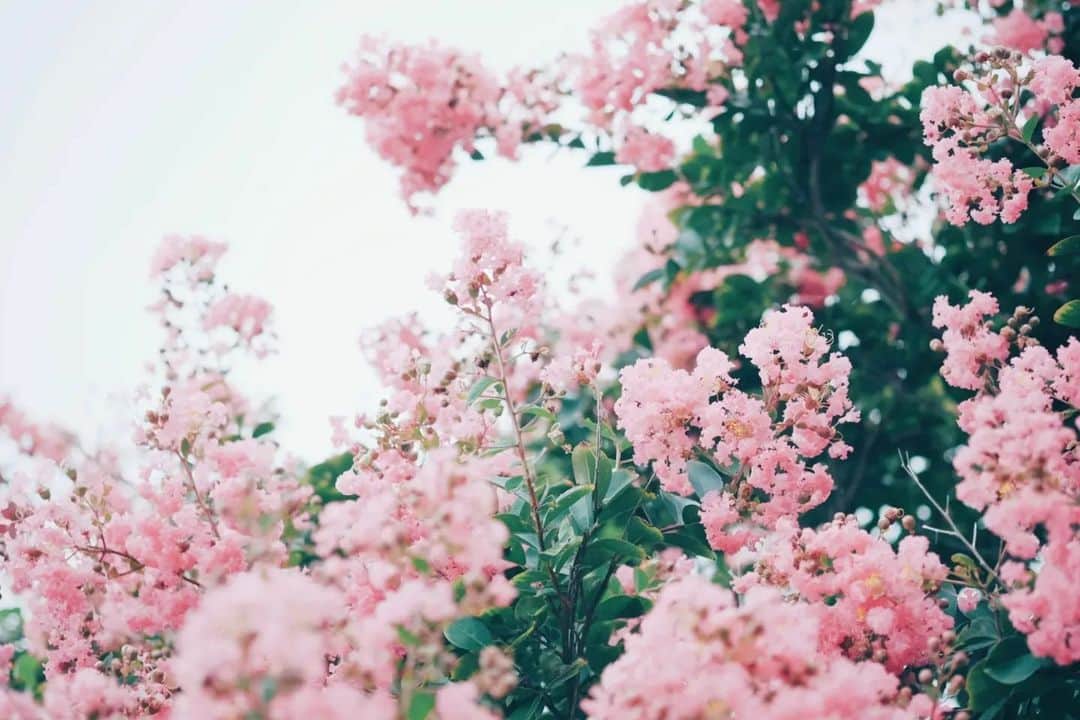 花の写真館のインスタグラム：「Photo by @kuri_ccc303. https://instagram.com/kuri_ccc303/ . Original Post[投稿いただいたURL] https://www.instagram.com/p/CwpbxRXv410/ . 本アカウントは、 #私の花の写真 をつけてInstagramに投稿された皆さまの花の写真や、「花の写真館」Facebookページで投稿された花の写真を紹介します。 「花の写真館」Facebookページは、「 @floral.photograph 」のプロフィールにあるURLからご覧ください。 . ※各種法令、マナー、関係者の指示に従った撮影をお願いします。 *Please ensure that your photography adheres to all relevant laws, etiquette, and instructions issued by authorized persons. ※本アカウントは東京カメラ部がFacebook、Instagramのサービスを利用して運営しているもので、Meta社・Instagramとは一切関係ありません。 . #花の写真館 #floralphotograph #floralphoto #flower #flowers Follow: @floral.photograph」