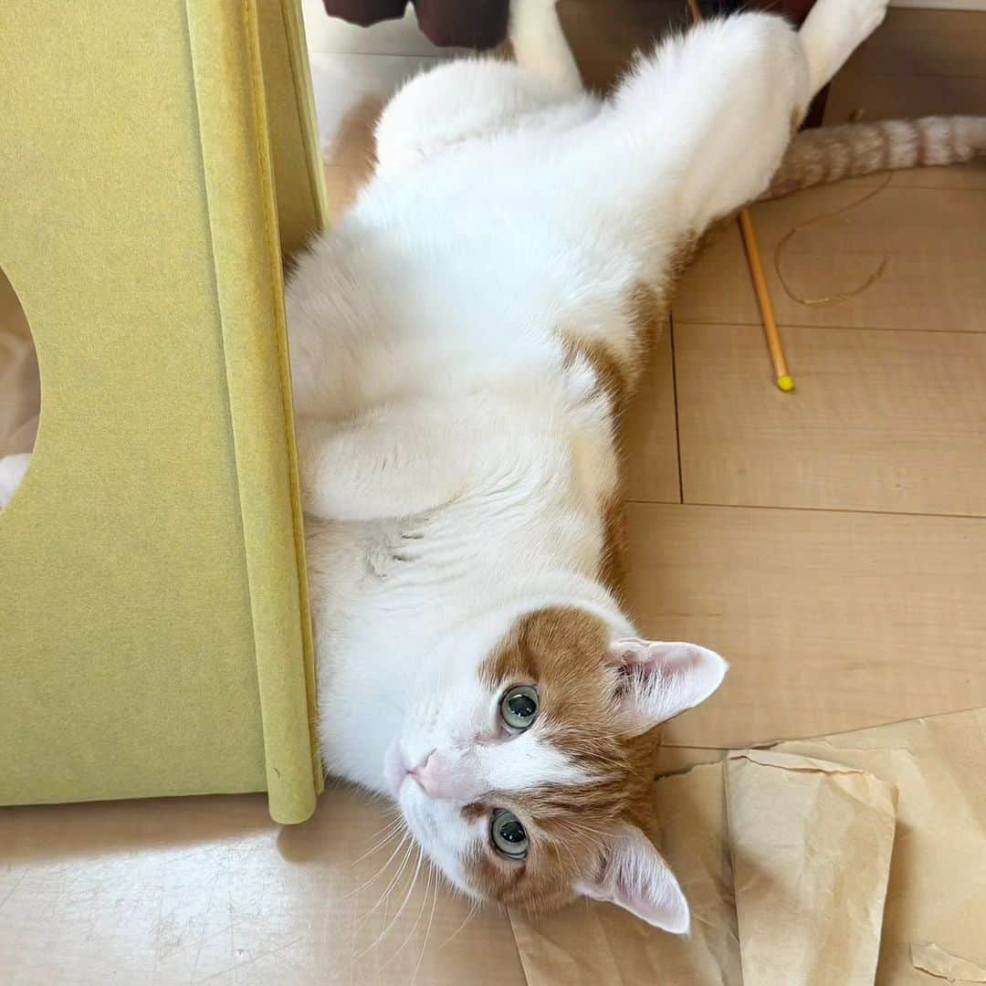 カリーノぱんのインスタグラム：「ごろーんごろーん 夏場はよくこうしてますにゃ🐾  かわいすぎる～😻(親バカ🙇‍♀️)  #ねこ #ねこのりーちゃん」