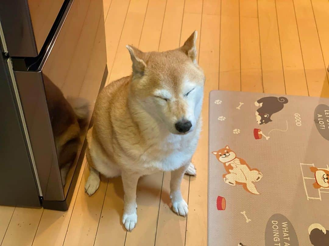 マロたんのインスタグラム：「ごはんまだー？😑キツネか🦊 I am weary of waiting. #柴犬 #shiba #shibainu #ilovemydog」