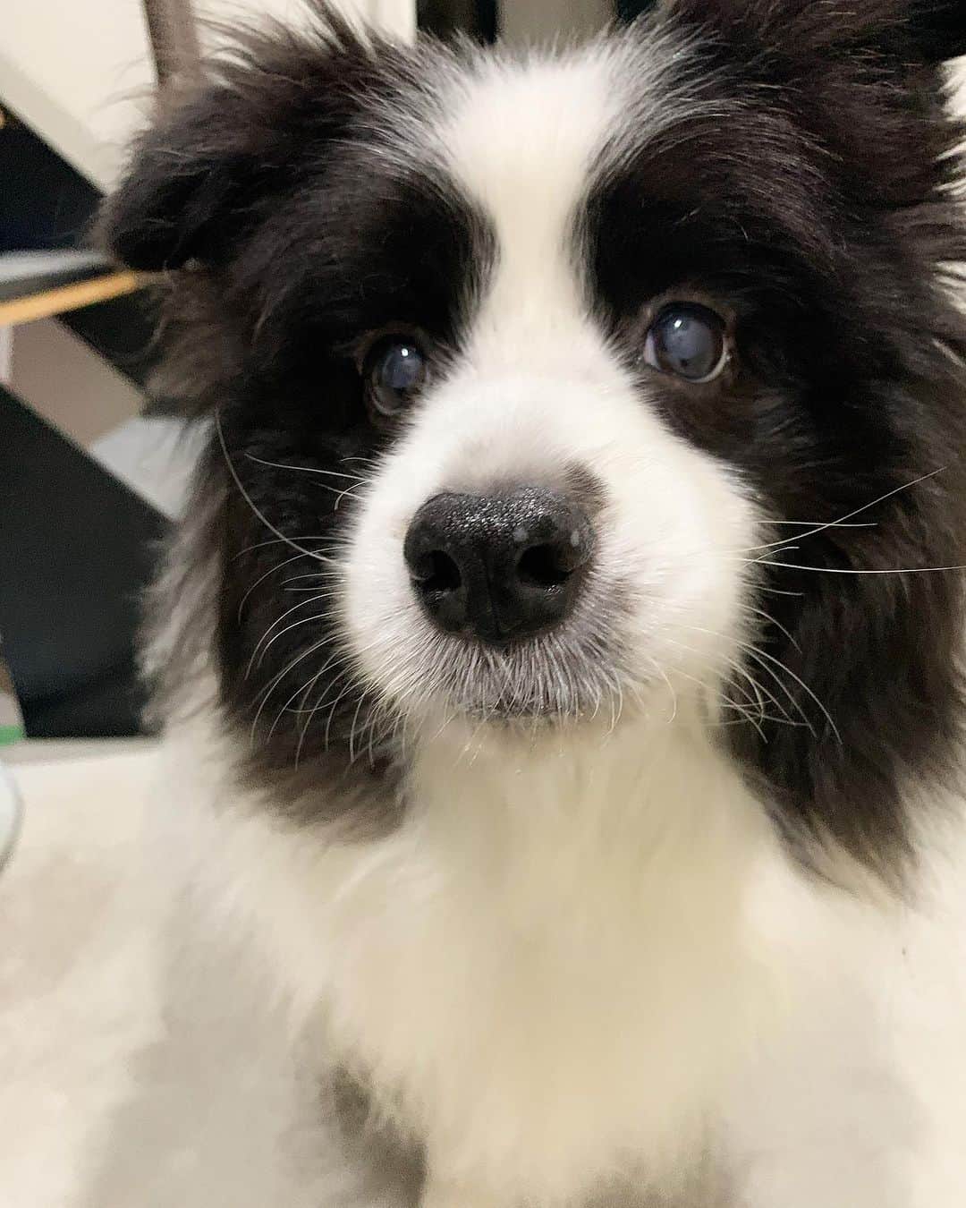 犬バカ部宣伝部長のインスタグラム：「おとぼけおにぎり🍙可愛い🖐️🤣 ⁡ また明日から月曜日🤛 がんばらないとぉー⚡️🥺 ⁡ みなさまおやすみなさい🌙 night night🌙 ⁡ #犬バカ部 #bordercollie #ボーダーコリー #dog #犬 #白黒 #そら #ふにゃボダ部 #ボダ娘」