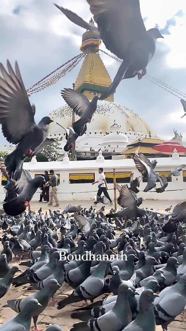 石川直樹のインスタグラム：「For Himalayas⑥ #Boudhanath, #Kathmandu. #ボダナート。#カトマンズ に来ると、必ず一回は行きます。鳩も祈ってるのだろうか。 . #Stupa」