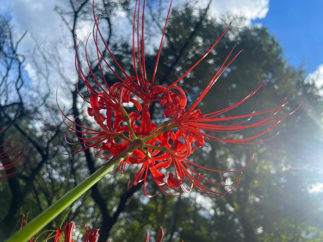 上野遥さんのインスタグラム写真 - (上野遥Instagram)「彼岸花𓂃 𓈒𓏸  去年見に行くのを逃してしまったのがとっても悔しくて、笑  念願すぎる彼岸花を拝めて最高でした🥹 元々好きだったのですが、 自分の誕生花と知ってからもっと好きになってました！  行けてよかったなあ〜 来年もまた見に行こうと決めました🤍  #彼岸花 #誕生花 #ヒガンバナ #慢珠沙華 #野川公園 #野川公園自然観察園 #1人散歩 #黒い蝶 飛んできたの！雰囲気出る🥹🖤 #いつもより彩度高め です　#jamie #ankrouge」9月24日 20時56分 - harutan.pink