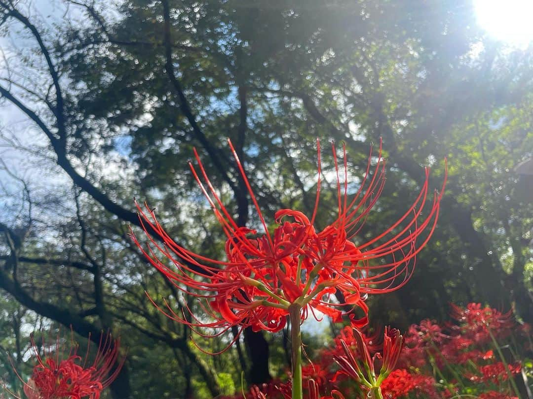 上野遥さんのインスタグラム写真 - (上野遥Instagram)「彼岸花𓂃 𓈒𓏸  去年見に行くのを逃してしまったのがとっても悔しくて、笑  念願すぎる彼岸花を拝めて最高でした🥹 元々好きだったのですが、 自分の誕生花と知ってからもっと好きになってました！  行けてよかったなあ〜 来年もまた見に行こうと決めました🤍  #彼岸花 #誕生花 #ヒガンバナ #慢珠沙華 #野川公園 #野川公園自然観察園 #1人散歩 #黒い蝶 飛んできたの！雰囲気出る🥹🖤 #いつもより彩度高め です　#jamie #ankrouge」9月24日 20時56分 - harutan.pink