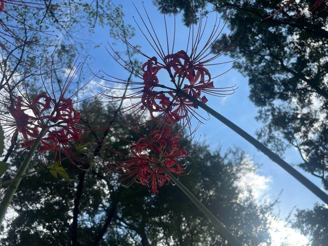 上野遥さんのインスタグラム写真 - (上野遥Instagram)「彼岸花𓂃 𓈒𓏸  去年見に行くのを逃してしまったのがとっても悔しくて、笑  念願すぎる彼岸花を拝めて最高でした🥹 元々好きだったのですが、 自分の誕生花と知ってからもっと好きになってました！  行けてよかったなあ〜 来年もまた見に行こうと決めました🤍  #彼岸花 #誕生花 #ヒガンバナ #慢珠沙華 #野川公園 #野川公園自然観察園 #1人散歩 #黒い蝶 飛んできたの！雰囲気出る🥹🖤 #いつもより彩度高め です　#jamie #ankrouge」9月24日 20時56分 - harutan.pink