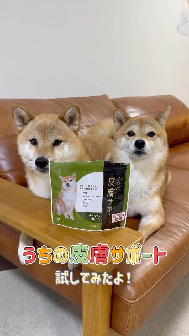 のインスタグラム：「うちのかぞく @uchinokazoku_official さんの 『うちの皮膚サポートサプリ』を お試しさせていただきました🪄  ☑︎米麹 ☑︎コラーゲンペプチド ☑︎グルコサミン ☑︎DHA ☑︎EPA など皮膚や免疫機能の健康を維持するものが入っていて いつものご飯にふりかけるだけで簡単に続けられたよ😊 しかもチキン味なので食いつきも抜群👍  １ヶ月使ってみて劇的な変化はなかったけど 先月富の背中にかさぶた(膿皮症)があり、 気になっていたのですが 9月に入ってからは綺麗になってなくなっていました。 皮膚の状態がよくなってきたのかな😌  9月23日(土)〜9月26日(火)まで Amazonでタイムセールをしていて こちらのサプリメントもかなりお得に購入できるそうです✨ ストーリーズのハイライトにリンクを貼っておくので 気になった方はチェックしてみてください😊  #うちのかぞく #pr  #mylove #doglover  #dogstagram #dogs  #shiba #shibainu #shibalove #shibadog  #shibagram #shibamania #shibalife  #shiba_snap #柴犬 #豆柴 #多頭飼い #犬のいる暮らし #犬のいる生活  #doglover #dogstagram #shibaaaaainu #barked #9gag  #thedailyshibainu #시바견　#시바이누 #小狗  @shiba_snap @barked @everydoglover @9gag」