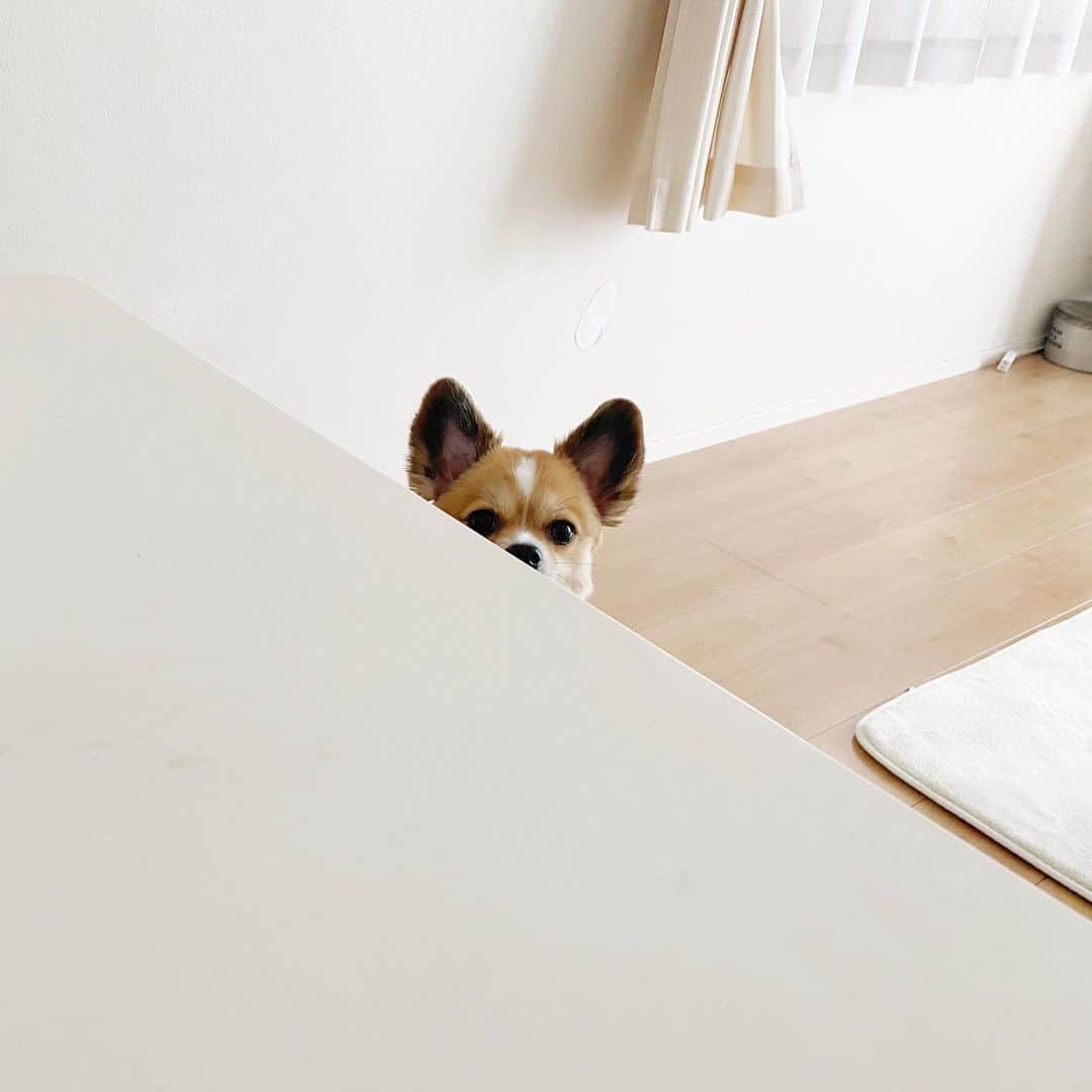 maiのインスタグラム：「最近のイグ。 ①母ちゃんの朝ご飯監視に余念がないイグ ②されるがままで研ナオコ風イグ ③証明写真イグ ④お留守番最後の日のイグ（母ちゃん仕事最後の日） ⑤笑うイグ ⑥整いイグ ⑦耳異常イグ ⑧座り方の癖イグ ⑨ドアップなイグ ⑩ヌーン イグ  いつもイグに あたたかいメッセージを ありがとうございます☆ ほんとに あたたかい。泣 ほんとに ありがたい。泣」