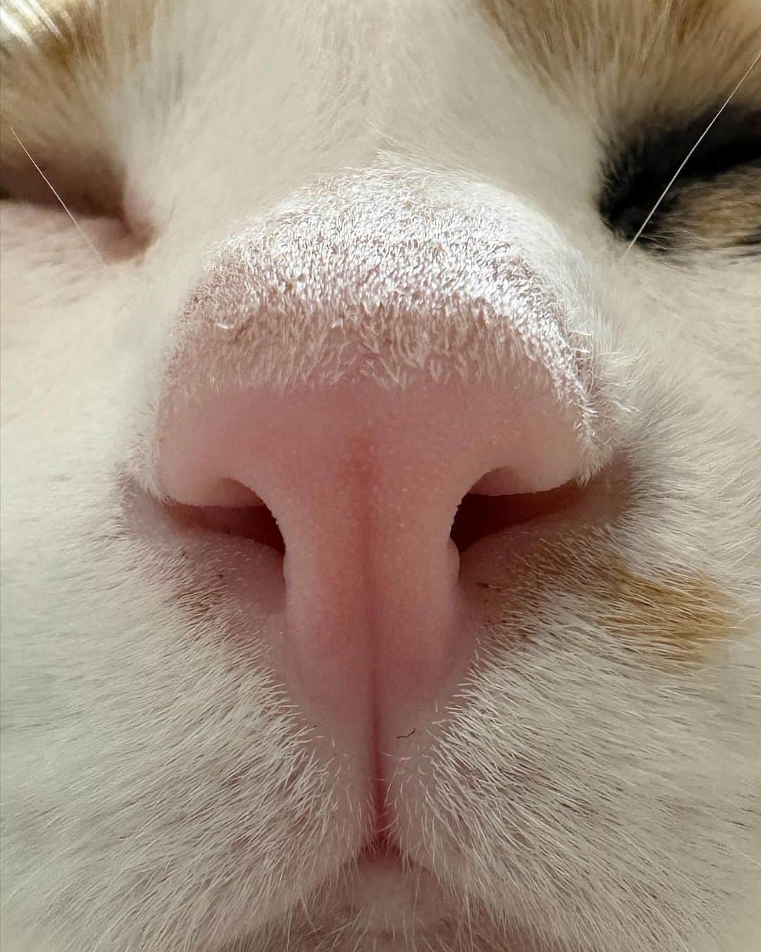 のインスタグラム：「なんかどう撮影してもインパクト強すぎるお鼻🤥www . #猫のお鼻  #にゃんすたぐらむ#catsofinstagram  #meowed#9gag #猫のいる暮らし　#ねことの生活　#猫好きさんと繋がりたい#三毛猫　#保護猫#三毛猫すず#calico」