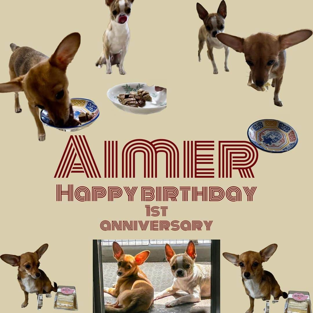 小谷昌太郎のインスタグラム：「Happy Birthday aimer💖 お家に来た時は500gに満たない小さな体ですんごい甘えん坊やったね お家に来た時から凄い咳してて 心配で病院に連れてったら 重いケンネルコフに罹ってて 体重も体温もどんどん下がって 最悪の事も覚悟して下さいって言われてたエメ 毎日体重測っても増えなくて、体温は人間の熱ぐらいまで下がっちゃって 毎日毎日目が離せなくて大変やったけど 今こうやってこの日を迎えられて、頑張って良かったなってほんまに思うねん。 今はまだ大阪で預かって貰ってて 月誕生日は毎月お祝いしてたけど  初めての誕生日やし直接お祝いしたかったな エメの誕生日にこのTシャツ着てお祝いしようなんて、デザインして準備してたのになー😭 今頃は東京で一緒にまた生活してる予定やったけど 俺が、自分のキャパを過信して無理したせいで肺炎と胸膜炎に罹って今も検査と療養繰り返してるせいで遅れてしまってて。 エメにはほんまに辛い思いを沢山させてしまってるし、ほんまにパートナーとしては失格やと思う。 でも、家族が大切に守ってくれてるから安心して治療に専念出来てます。 家族が居てくれてよかった。  元気で居てくれたらなんでもいいです 返せない程の幸せをくれてありがとう 何が何でも幸せにするよ！ 一歳のお誕生日おめでとう🎈」