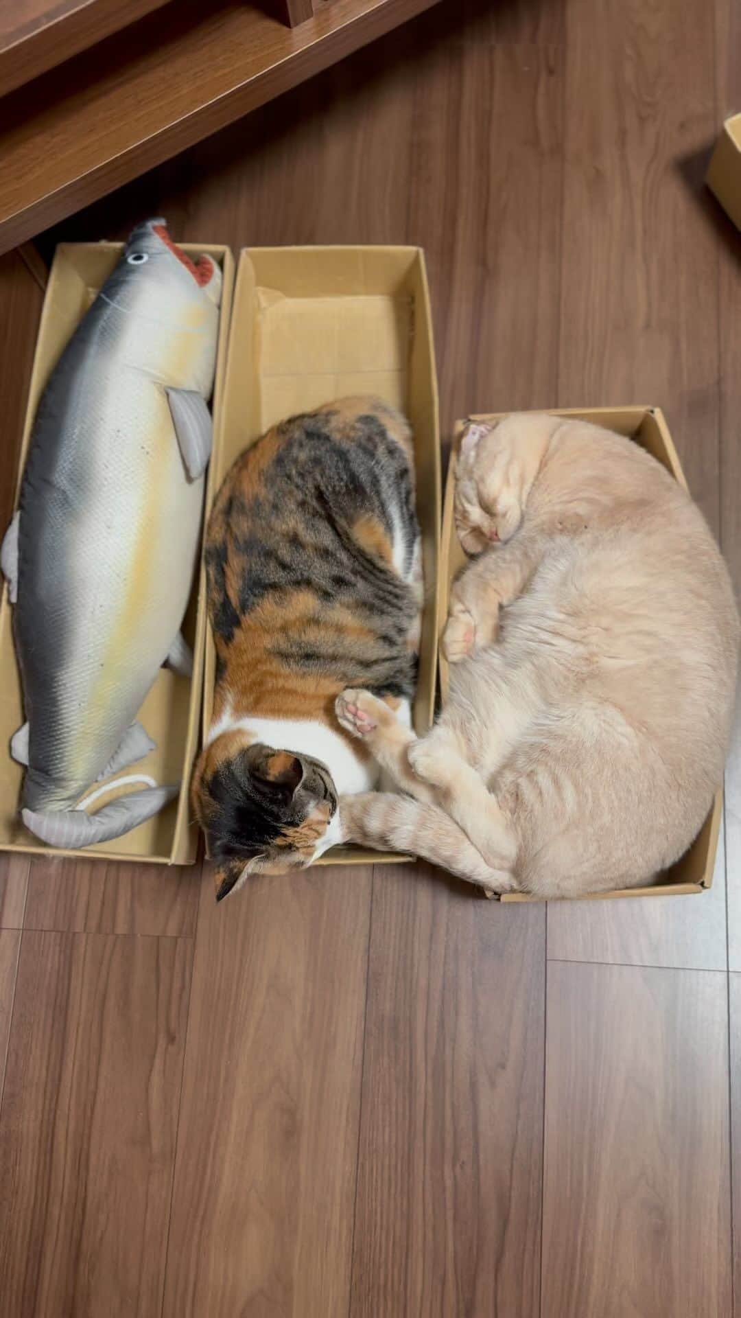 のインスタグラム：「おくつろぎ中 📦出荷待ちはこちら🐟 ▷▷ #長いダンボールでくつろぐ金太蒼太　とすず  #にゃんすたぐらむ#catsofinstagram  #meowed#9gag #猫のいる暮らし　#ねことの生活　#猫好きさんと繋がりたい#三毛猫　#保護猫#三毛猫すず#calico」