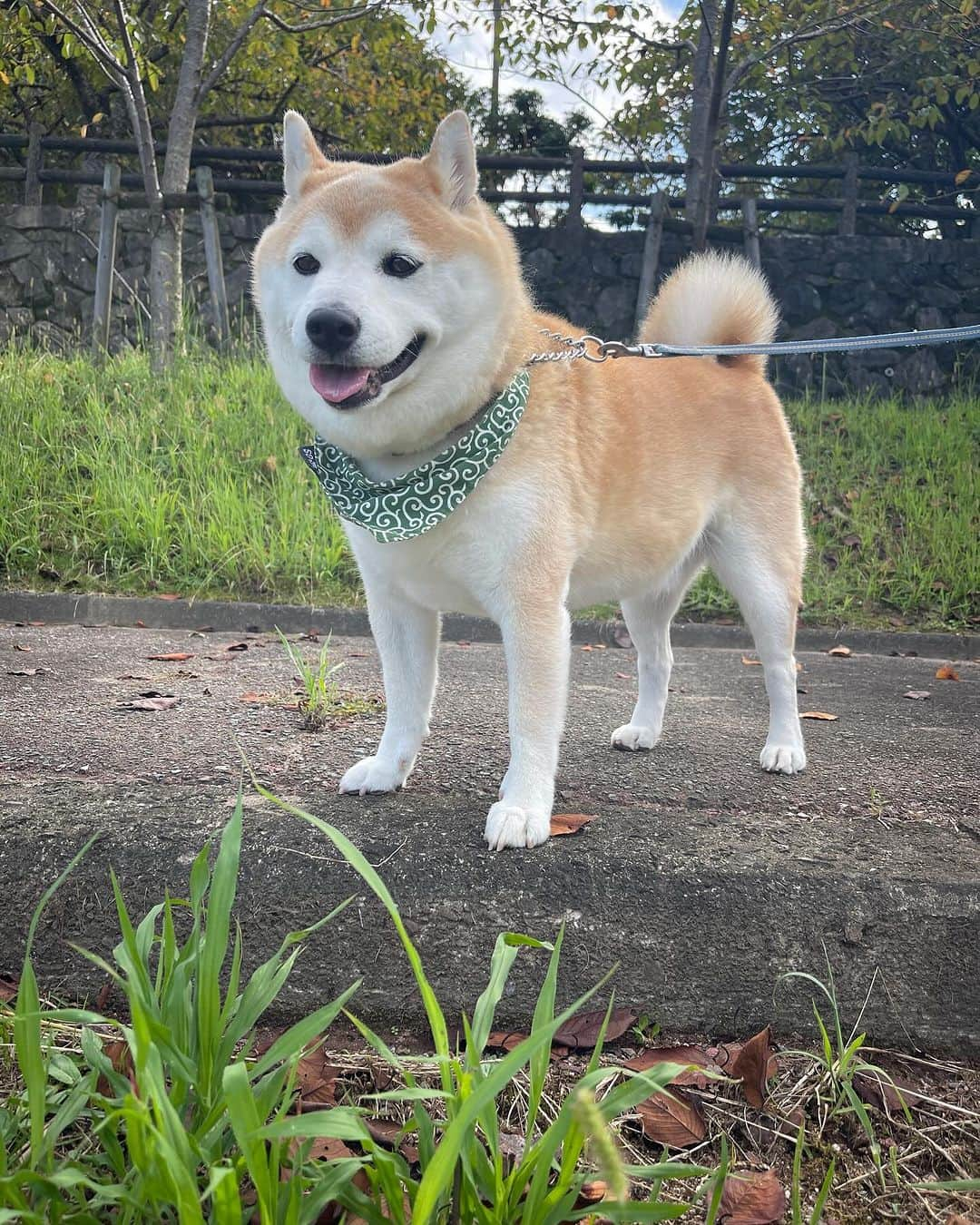 豆助左衛門（まめすけざえもん）のインスタグラム：「🐾 涼しくなったので 昼から一緒にドライブ🚗  やっとお出かけできる季節になったね🍀  帰って来てからは みんなでお昼寝🩷  良き休日🍀 …………………………………………🖋 #徳島柴ちゃん会　#shiba #徳島 #豆柴　#shibainu #dog #柴犬 #anicas#amazonpets #豆助座衛門　#犬」