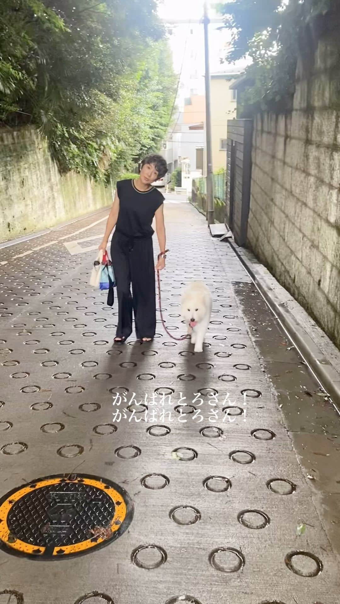 黒田知永子のインスタグラム：「. お散歩帰りの最後の坂。 この夏は暑かったし坂は嫌だよね〜 14歳になってちょっと辛そう。 おじいちゃんだもんね。 がんばれとろさん🐶  #dog#犬 #黒田とろろ #可愛いおじいちゃん #黒田知永子 #chiekokuroda」