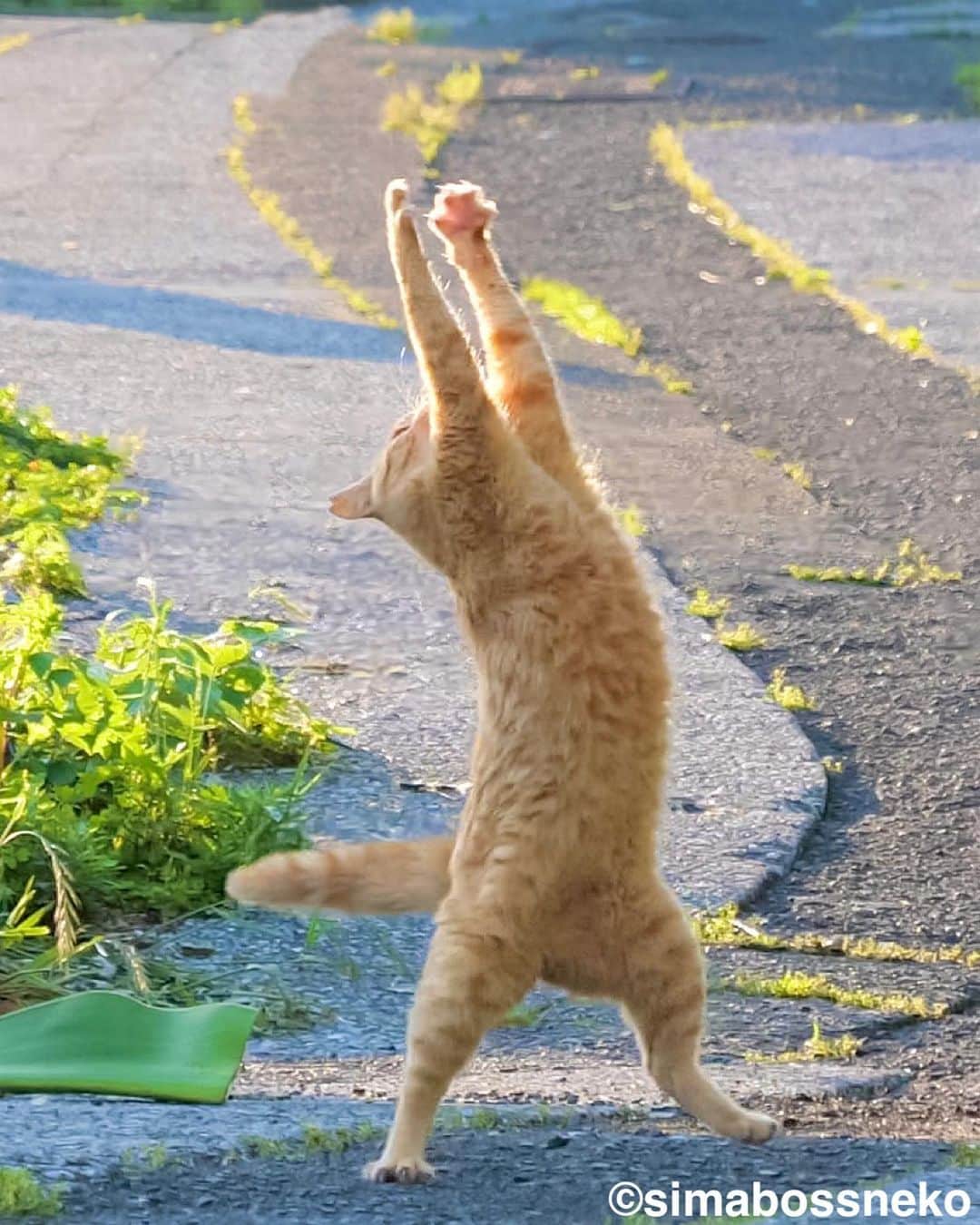 simabossnekoさんのインスタグラム写真 - (simabossnekoInstagram)「・ のび〜〜〜〜っ❣️ Morning Yoga selection✨ Swipeしてね←←🐾  ◎全ての写真は「ほっこり島猫 週めくりカレンダー2024」より。 All photos are excerpts from “Island Cats Weekly calendar 2024“  ●ほっこり島猫 週めくりカレンダー2024 53週、ふくふく仲良し。選りすぐりの島猫たちがいっぱい🙌 ・卓上B6サイズ ・枚数28枚(両面仕様 計56面)の週めくりカレンダーです。 ・六曜・祝日付き  ※熊本・湯島売店、ねころびカフェでも数量限定で販売中🏝️  ＼simabossneko's shop限定／ "さちカレンダー2024"や、"ほっこりゆったり毎日島猫カレンダー2024"とのお得なセットも🗓️  simabossneko's shopは minneとメルカリShopsにて出店中。 各ショップへは @simabossneko または @p_nyanco22 のプロフィールリンクからご覧いただけます。  または 🔍メルカリは、アプリ立ち上げ後「simabossneko's shop」で検索してみてください。  👉ストーリーハイライトにも、ショップへのリンク(minne)があります。そちらも是非ご覧ください。 ・ ・ Available now❗️ "Island Cats Weekly Calendar 2024" and "Sachi Weekly Calendar2024"  ● Island Cats Weekly Calendar 2024 53weeks, A lot of selected island cats photos❣️  The desktop B6 size. 28 sheets (56 sides in total with double-sided specifications) It is a weekly calendar.  The price is 1,280 yen including tax.  ● Sachi Weekly Calendar 2024 It is a calendar that shows the lovely island cat "Sachi"💓  The desktop B6 size. 28 sheets. (Double-sided specification 56 sides in total) NEW work! It is a weekly calendar. The price is 1,280 yen including tax.  A great deal🗓️✨ We sell a set of "Sachi Calendar2024" and "Island Cats Weekly Calendar 2024" 🐾  The 2024 calendars are sold at minne "simabossneko's shop“  ●Shop URL https://minne.com/＠simabossneko  🇺🇸🇰🇷🇹🇼 It is possible to purchase and ship from Taiwan, Hong Kong, the USA, Korea, etc.  🇫🇷🇬🇧🇩🇪 It is now possible to ship and purchase the works to Europe!! France, UK, Germany etc.  ※ Shipping fee will be charged separately.  You can reach the shop from the profile link of @simabossneko or @p_nyanco22   And, Story highlights also have a link to the shop. Please take a look there too.  ・ #しまねこ #島猫 #ねこ #にゃんすたぐらむ #猫写真 #cats_of_world #catloversclub #pleasantcats #catstagram #meowed #ig_japan #lumixg9」9月25日 7時31分 - simabossneko