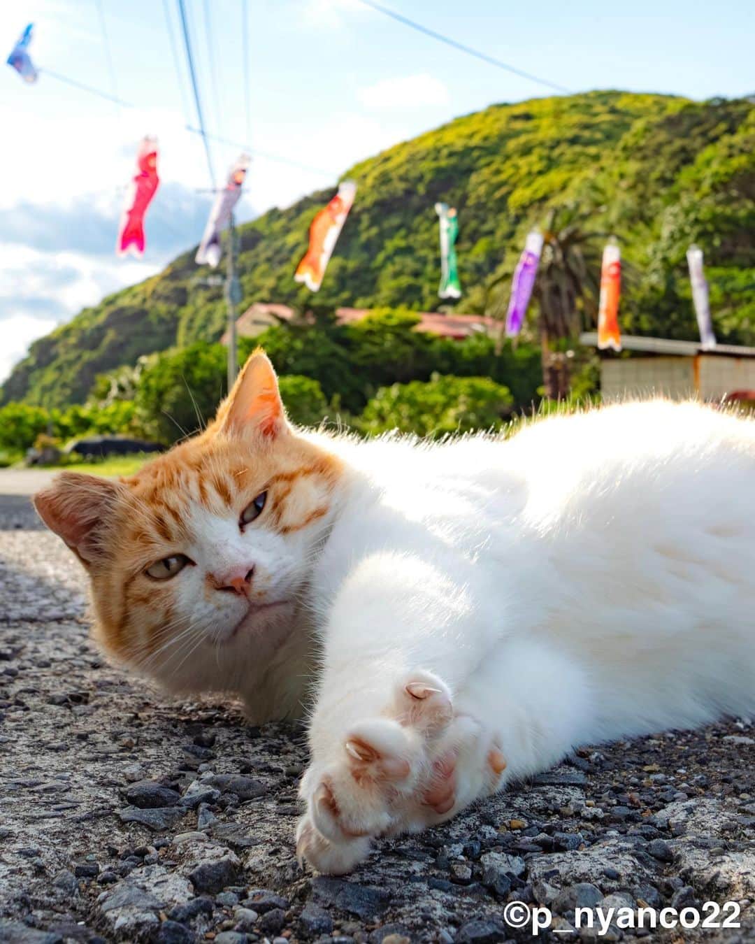simabossnekoさんのインスタグラム写真 - (simabossnekoInstagram)「・ のび〜〜〜〜っ❣️ Morning Yoga selection✨ Swipeしてね←←🐾  ◎全ての写真は「ほっこり島猫 週めくりカレンダー2024」より。 All photos are excerpts from “Island Cats Weekly calendar 2024“  ●ほっこり島猫 週めくりカレンダー2024 53週、ふくふく仲良し。選りすぐりの島猫たちがいっぱい🙌 ・卓上B6サイズ ・枚数28枚(両面仕様 計56面)の週めくりカレンダーです。 ・六曜・祝日付き  ※熊本・湯島売店、ねころびカフェでも数量限定で販売中🏝️  ＼simabossneko's shop限定／ "さちカレンダー2024"や、"ほっこりゆったり毎日島猫カレンダー2024"とのお得なセットも🗓️  simabossneko's shopは minneとメルカリShopsにて出店中。 各ショップへは @simabossneko または @p_nyanco22 のプロフィールリンクからご覧いただけます。  または 🔍メルカリは、アプリ立ち上げ後「simabossneko's shop」で検索してみてください。  👉ストーリーハイライトにも、ショップへのリンク(minne)があります。そちらも是非ご覧ください。 ・ ・ Available now❗️ "Island Cats Weekly Calendar 2024" and "Sachi Weekly Calendar2024"  ● Island Cats Weekly Calendar 2024 53weeks, A lot of selected island cats photos❣️  The desktop B6 size. 28 sheets (56 sides in total with double-sided specifications) It is a weekly calendar.  The price is 1,280 yen including tax.  ● Sachi Weekly Calendar 2024 It is a calendar that shows the lovely island cat "Sachi"💓  The desktop B6 size. 28 sheets. (Double-sided specification 56 sides in total) NEW work! It is a weekly calendar. The price is 1,280 yen including tax.  A great deal🗓️✨ We sell a set of "Sachi Calendar2024" and "Island Cats Weekly Calendar 2024" 🐾  The 2024 calendars are sold at minne "simabossneko's shop“  ●Shop URL https://minne.com/＠simabossneko  🇺🇸🇰🇷🇹🇼 It is possible to purchase and ship from Taiwan, Hong Kong, the USA, Korea, etc.  🇫🇷🇬🇧🇩🇪 It is now possible to ship and purchase the works to Europe!! France, UK, Germany etc.  ※ Shipping fee will be charged separately.  You can reach the shop from the profile link of @simabossneko or @p_nyanco22   And, Story highlights also have a link to the shop. Please take a look there too.  ・ #しまねこ #島猫 #ねこ #にゃんすたぐらむ #猫写真 #cats_of_world #catloversclub #pleasantcats #catstagram #meowed #ig_japan #lumixg9」9月25日 7時31分 - simabossneko
