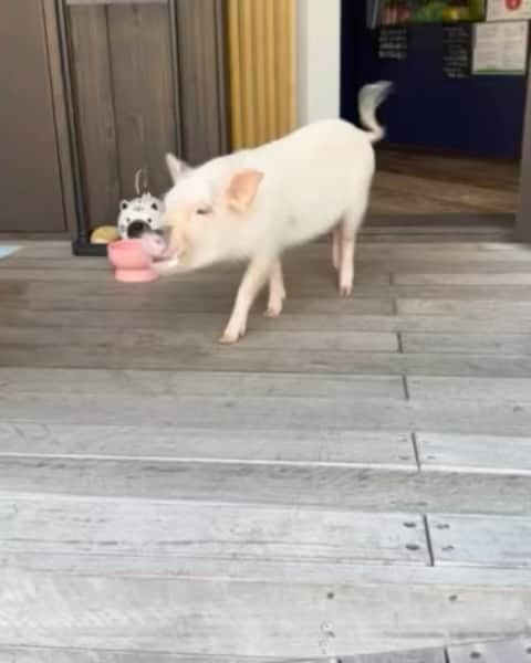 のインスタグラム：「おはようございます☀ 　 ご近所のカフェのマイクロ豚のラブちゃん❤️ チワワとも仲良しです！」