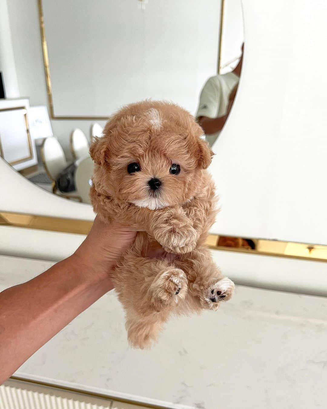 Rolly Pups INCさんのインスタグラム写真 - (Rolly Pups INCInstagram)「Long waited male maltipoo in parti color has arrived @kpups.official! Very adorable round figure 😍」9月25日 8時33分 - kpups.official