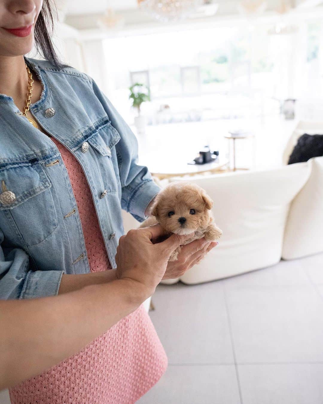 Rolly Pups INCさんのインスタグラム写真 - (Rolly Pups INCInstagram)「Long waited male maltipoo in parti color has arrived @kpups.official! Very adorable round figure 😍」9月25日 8時33分 - kpups.official