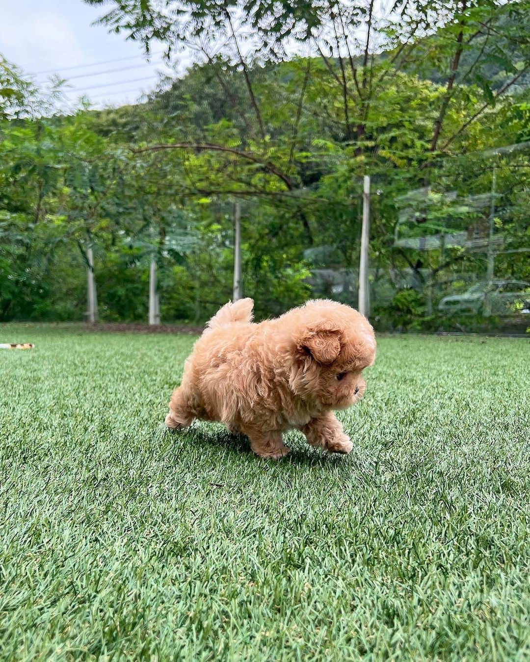 Rolly Pups INCさんのインスタグラム写真 - (Rolly Pups INCInstagram)「Long waited male maltipoo in parti color has arrived @kpups.official! Very adorable round figure 😍」9月25日 8時33分 - kpups.official