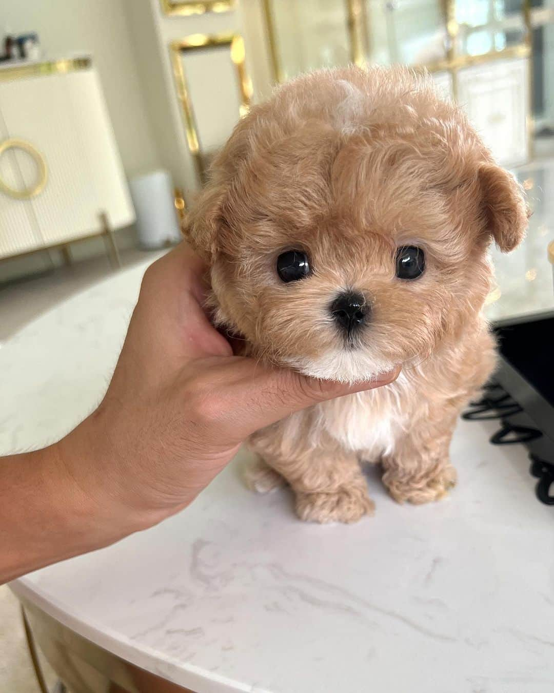 Rolly Pups INCのインスタグラム：「Long waited male maltipoo in parti color has arrived @kpups.official! Very adorable round figure 😍」