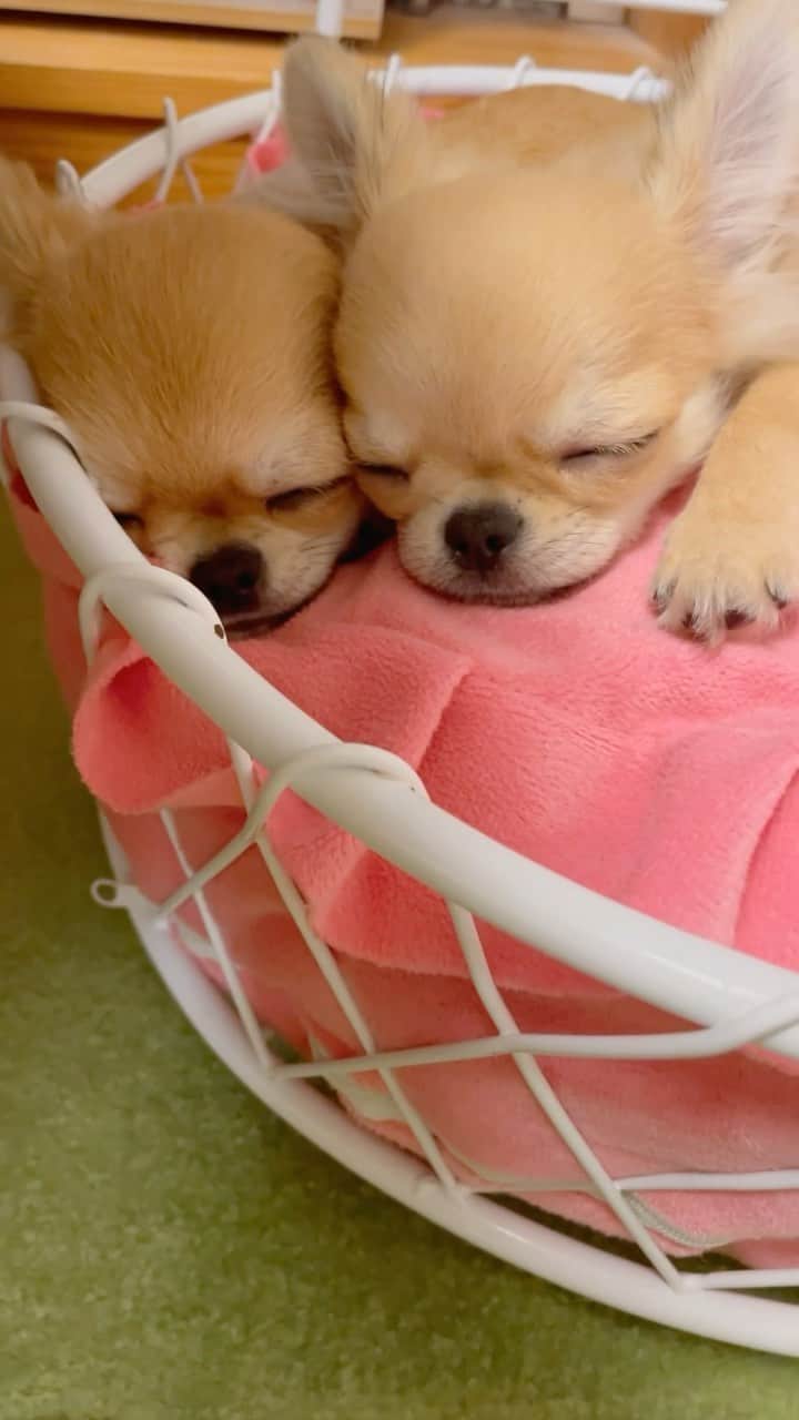 ∞maki∞??????のインスタグラム：「2023.9.24 ウル♡リル♡ ・ ・ ・ ・ ・ ひっついて寝んね😴😪💤💞 ・ ・ ・ ・ ・ 今日は朝から病院へ 2人とも同じ1.2キロだったよ〜💞 スクスク成長中〜🐶🐶💖✨ ・ ・ ・ #dog#Chihuahua#Chihuahualove#Chihuahualife#instaChihuahua#happy#cute#love#犬#チワワ#ロングコートチワワ#多頭飼い#可愛い#癒し#幸せ#仲良し#ｳﾙﾘﾙ」
