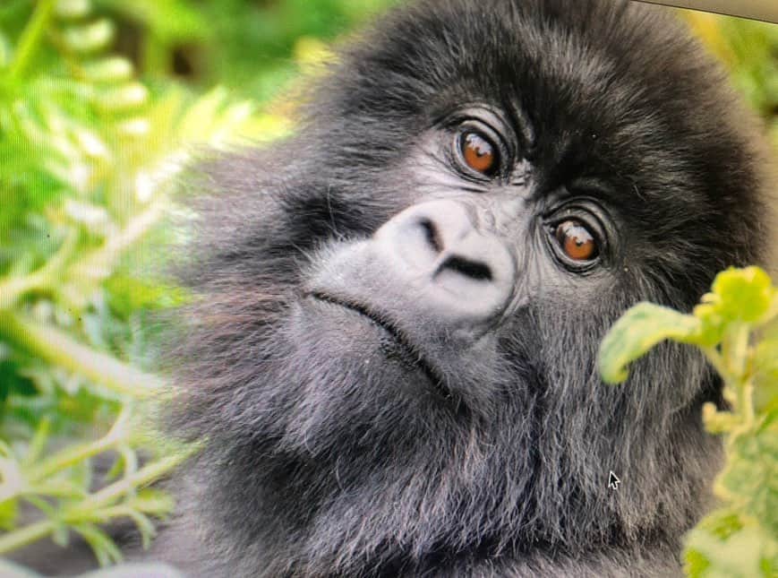 クリスティン・デイヴィスのインスタグラム：「On #worldgorilladay I’d like to celebrate these extraordinary animals and the people who are working to enshure their safety. I went to Rwanda many years ago and had a magical visit trekking up to see the descendants of the gorillas Dian Fossey studied. I ‘m so grateful that they are still here and look forward to taking my kids some day. Thank you @savinggorillas @gorilladoctors and all who are working to continue the health and safety of gorillas in the few places they still call home 💚🦍🦍🦍🦍💚」